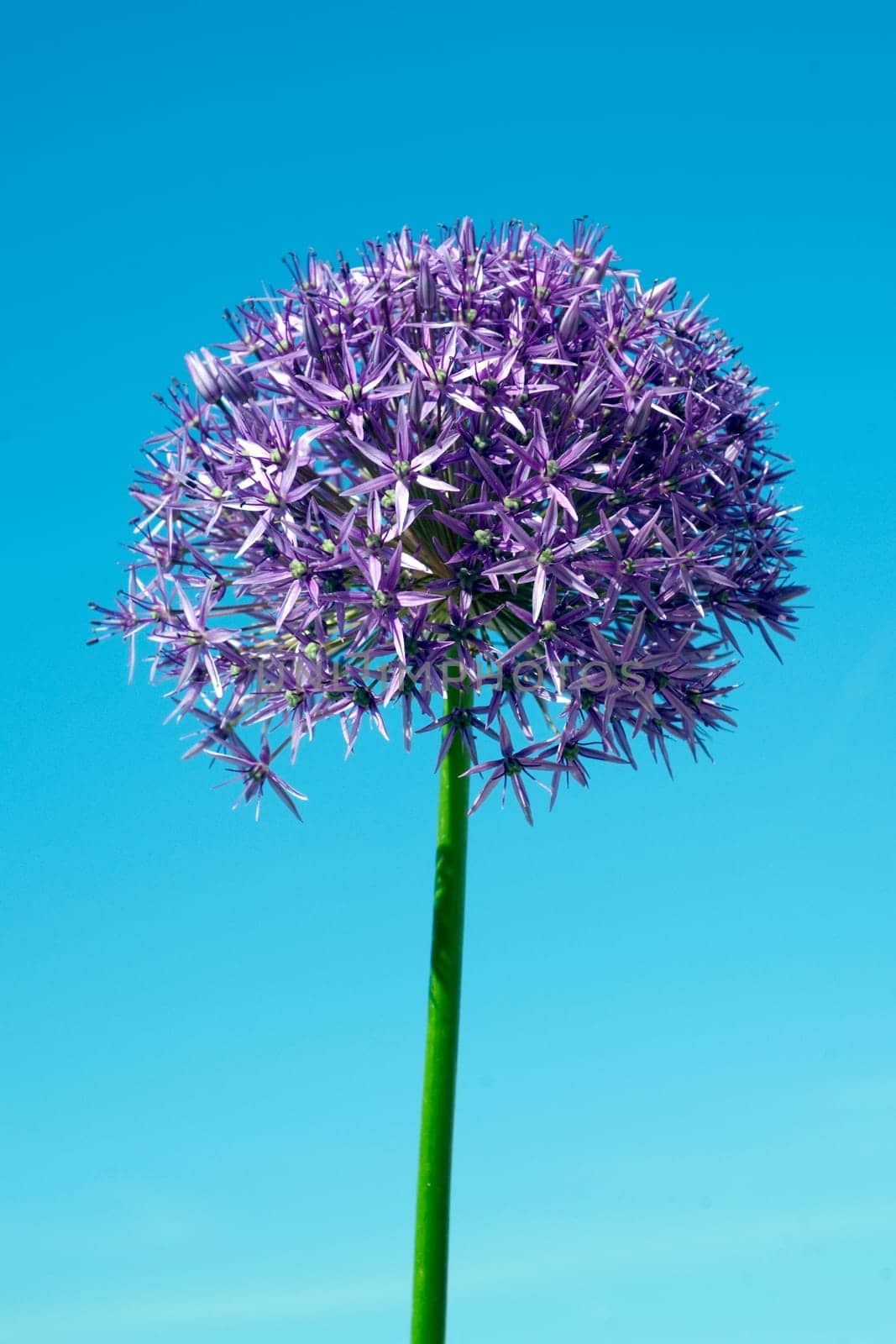 Riesenlauch, Allium, giganteum