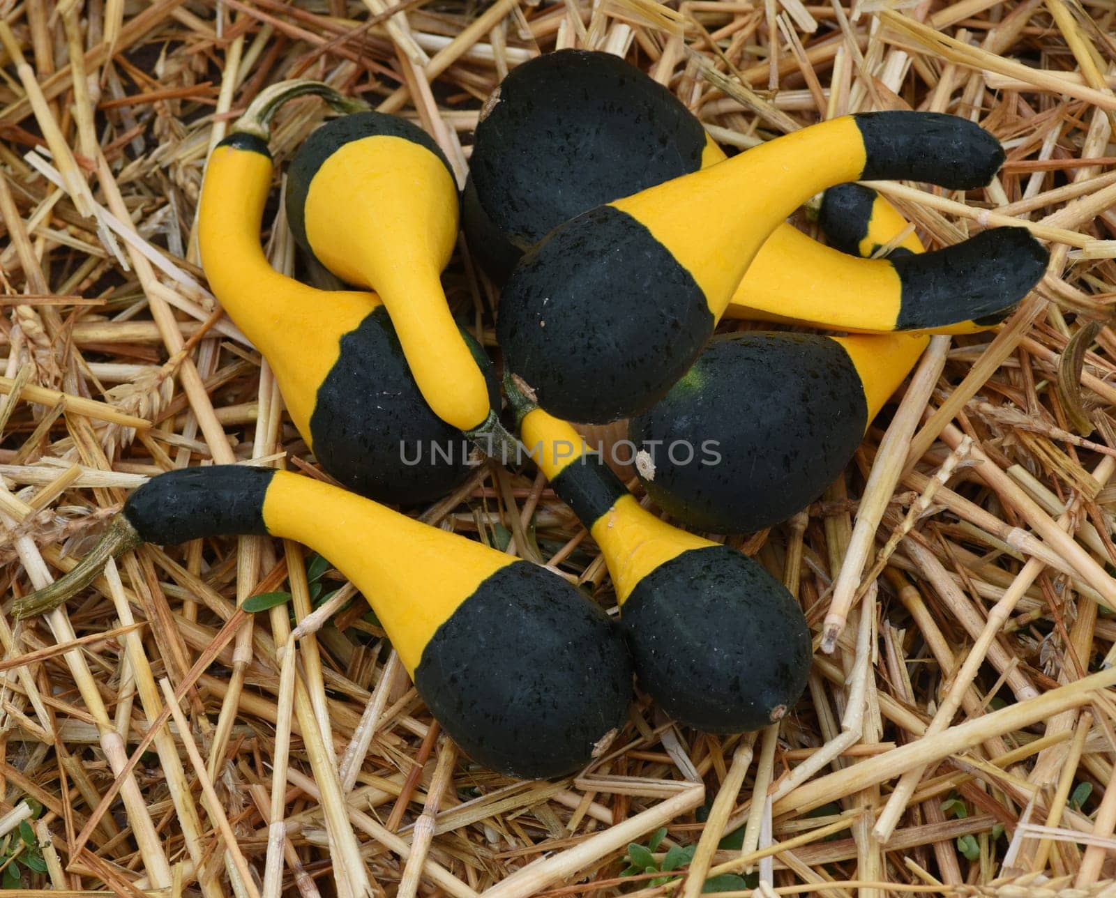 Koshare Yellow, ist ein Zierkuerbis und eine schoene attraktive Gartenfrucht. Koshare Yellow, is a Ornamental pumpkin  and a beautiful attractive garden fruit