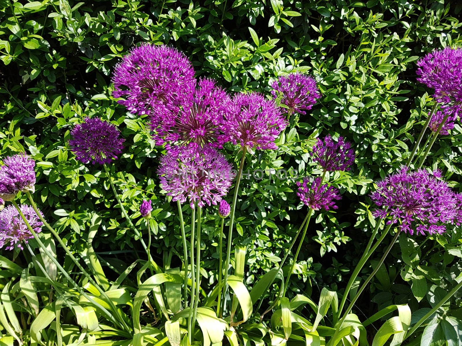Zierlauch, Riesenlauch, Allium, Giganteum