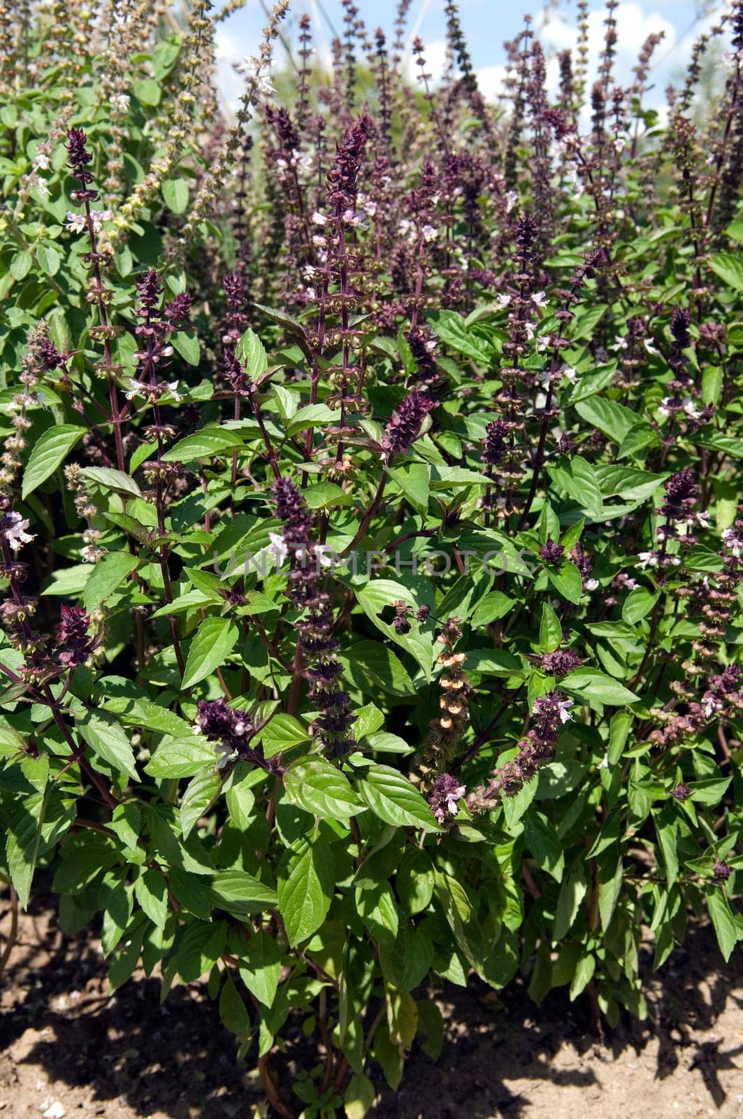 Zimtbasilikum  Basilikum  Ocimum basilicum variation cinnamomum