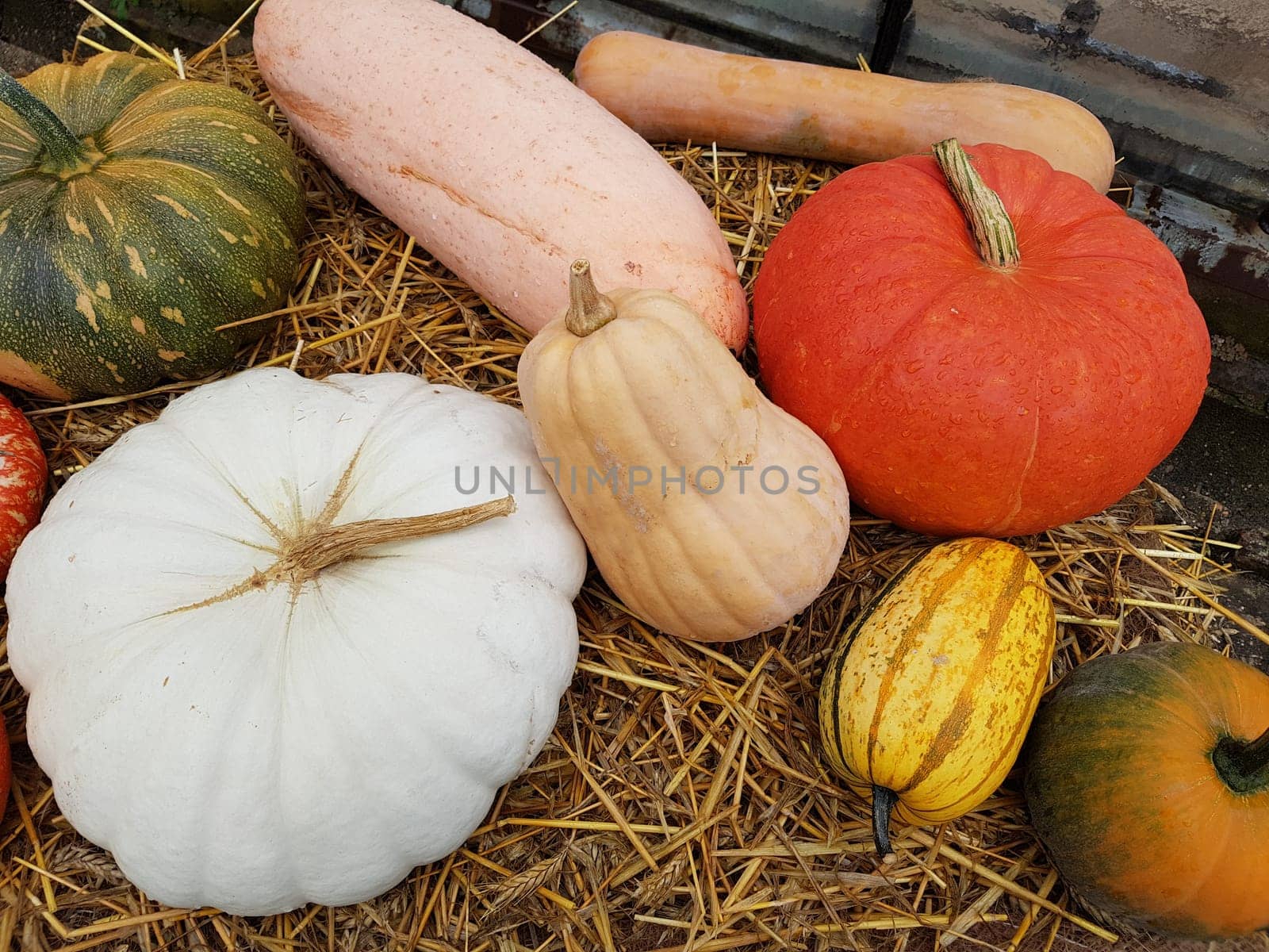 Speisekuerbisse, Cucurbita pepo, Sorten