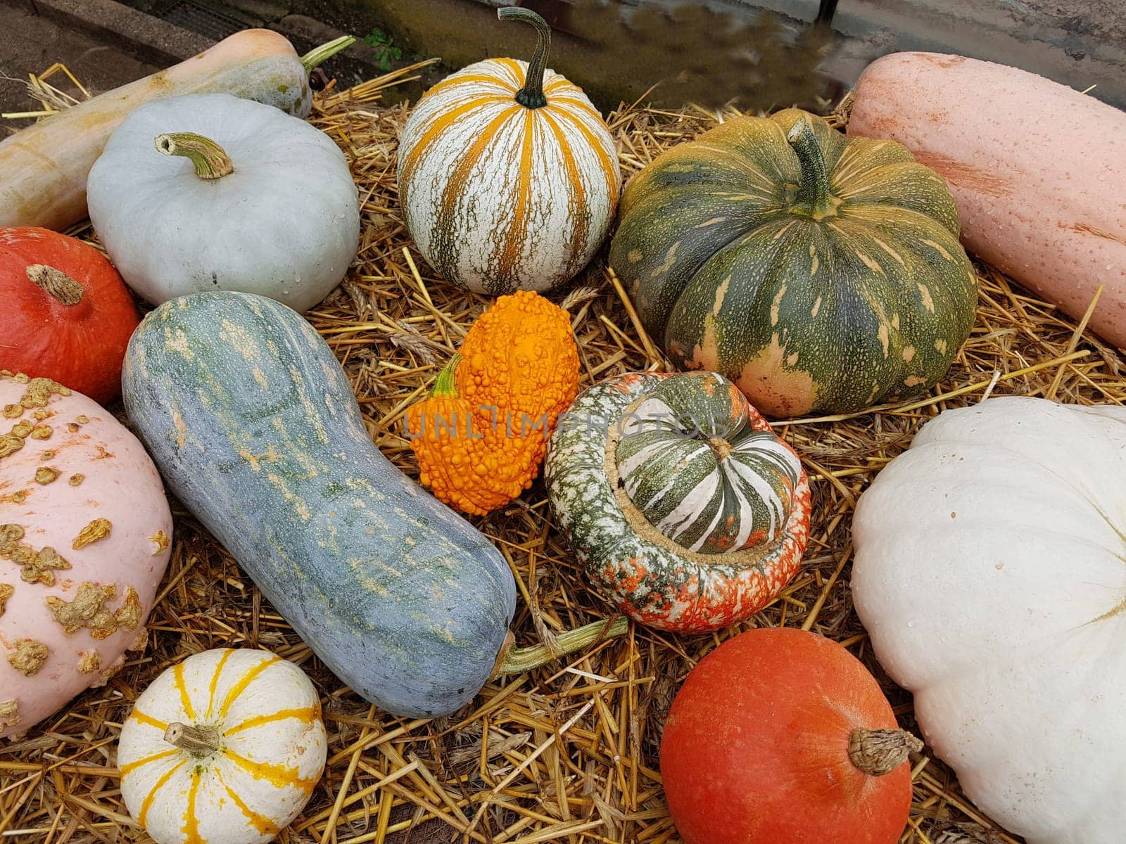 Speisekuerbisse, Cucurbita pepo, Sorten