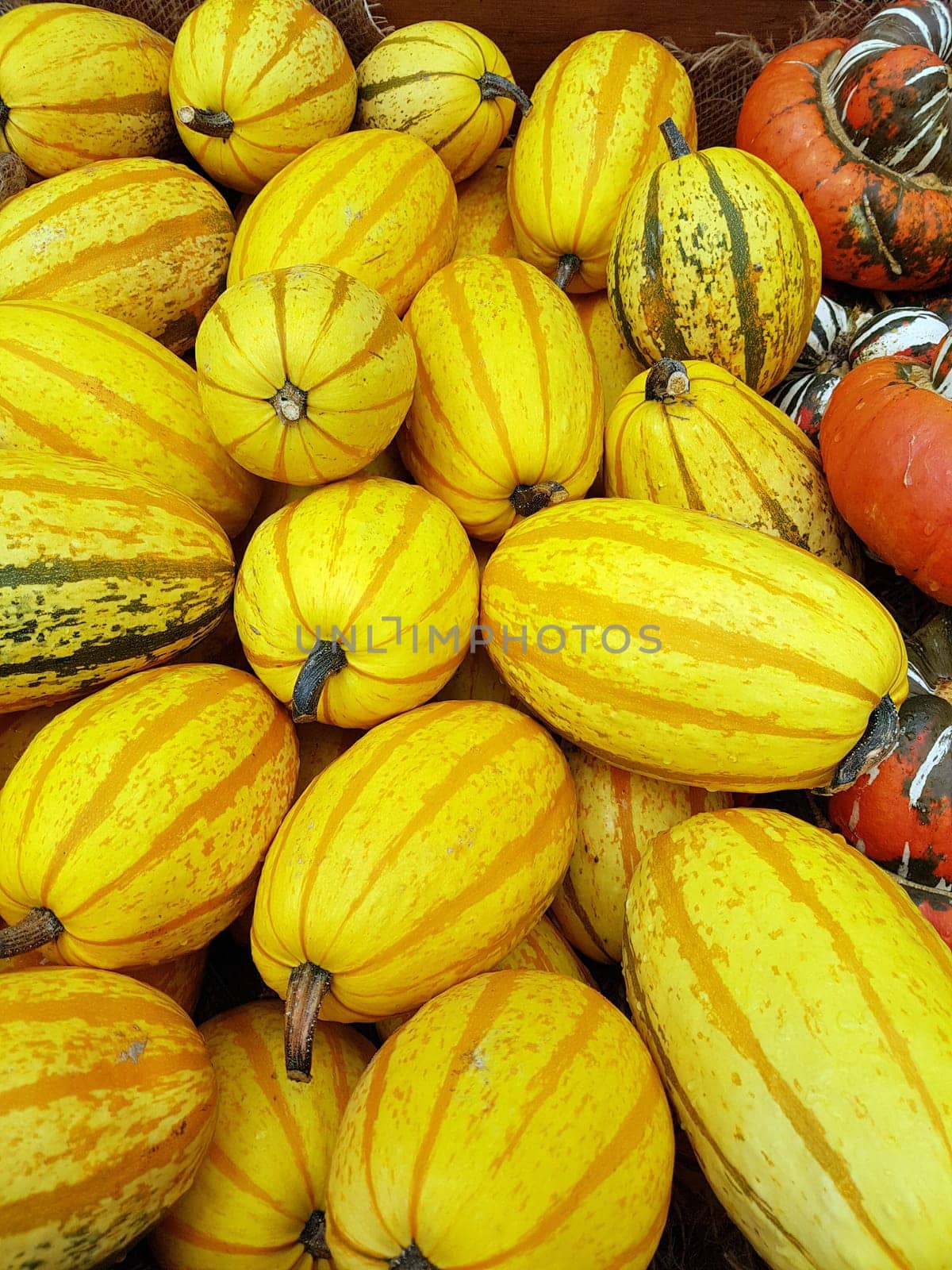 Speisekuerbisse, Cucurbita pepo