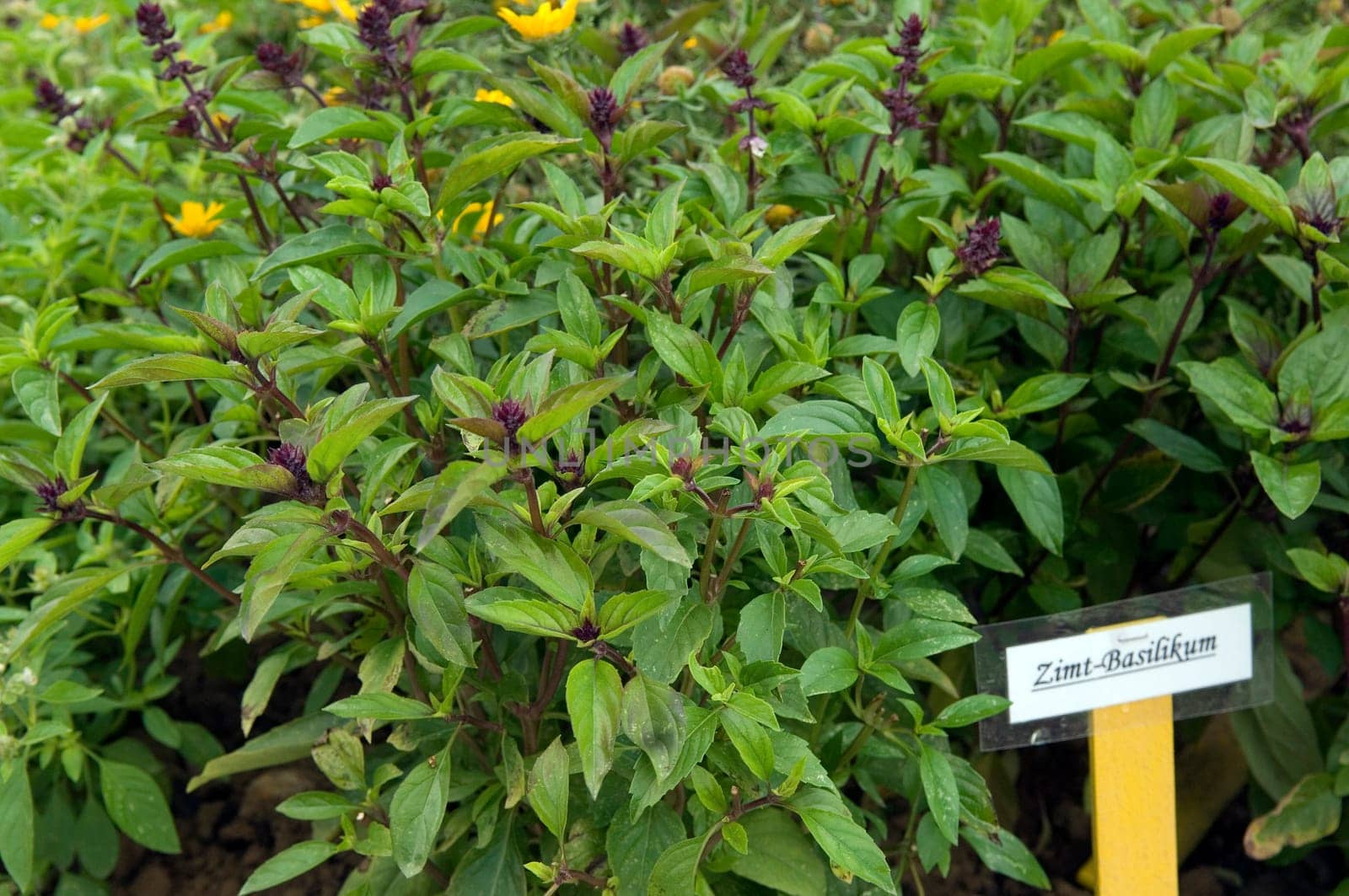 Zimtbasilikum  Strauchbasilikum  Basilikum  Ocimum basilicum variation cinnamomum