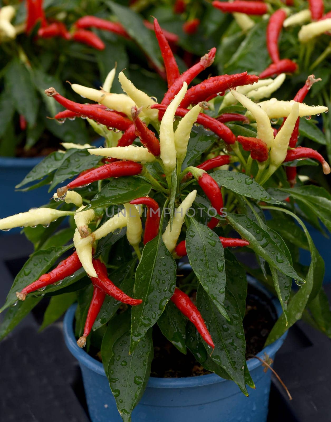 Topfchili, Zierpaprika, Capsicum Medusa, ist eine Gewuerz- und Zierpflanze mit roten und gelben Schoten die sehr scharf sind. Pot chili, ornamental paprika, Capsicum medusa, is a spice and ornamental plant with red and yellow pods that are very spicy.