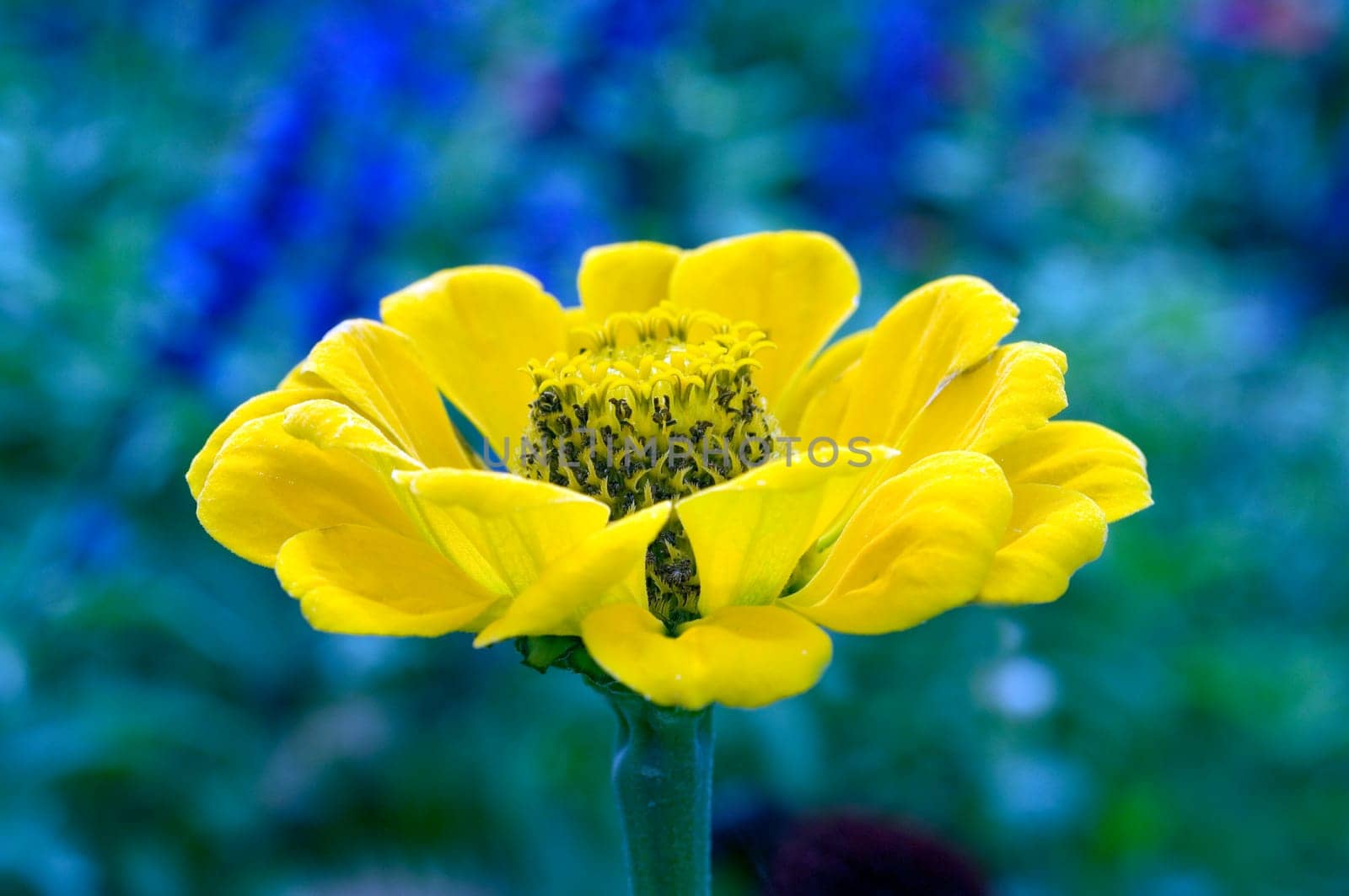 Zinnie, Zierblume