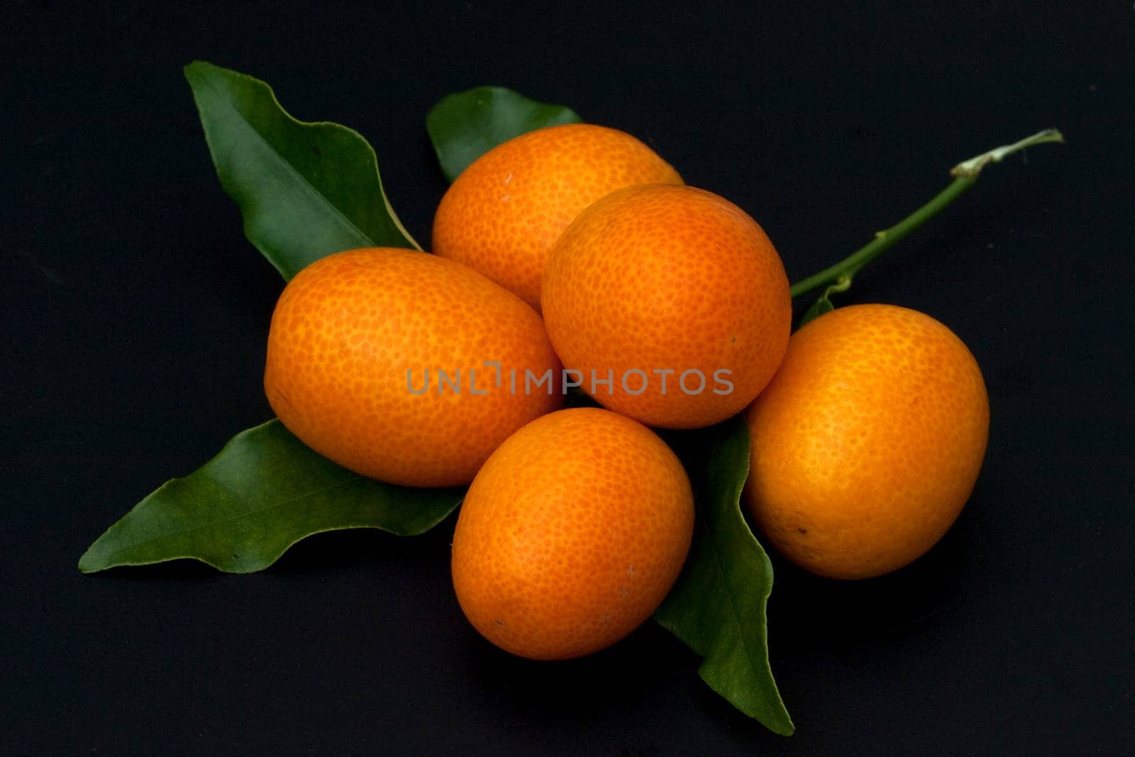 Kumquats  Fortunella  Citrus