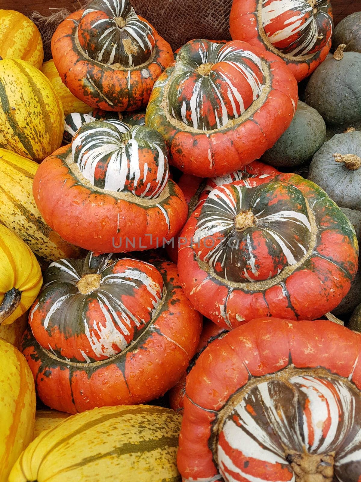 Speisekuerbisse, Cucurbita pepo, Bischofsmuetze, Ufo, Patisson
