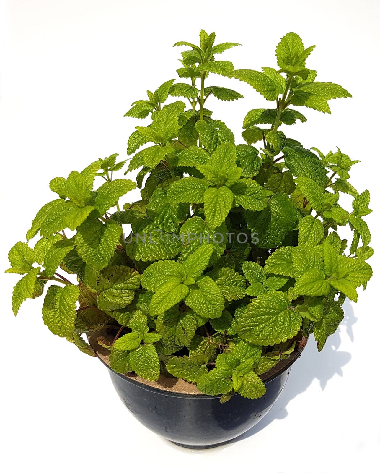 Zitronenmelisse  Melissa  officinalis, Heilpflanze  Kraeuter