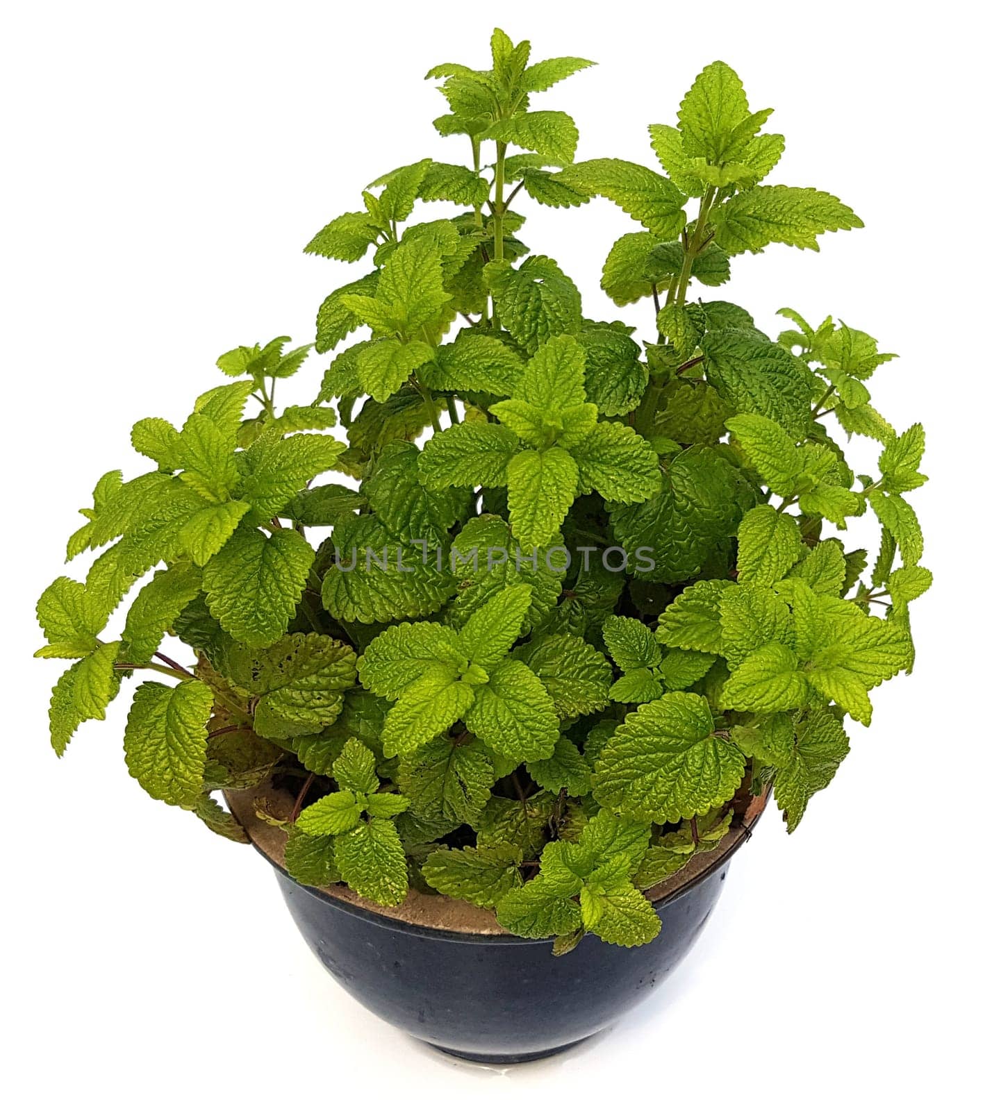 Zitronenmelisse  Melissa  officinalis, Heilpflanze  Kraeuter