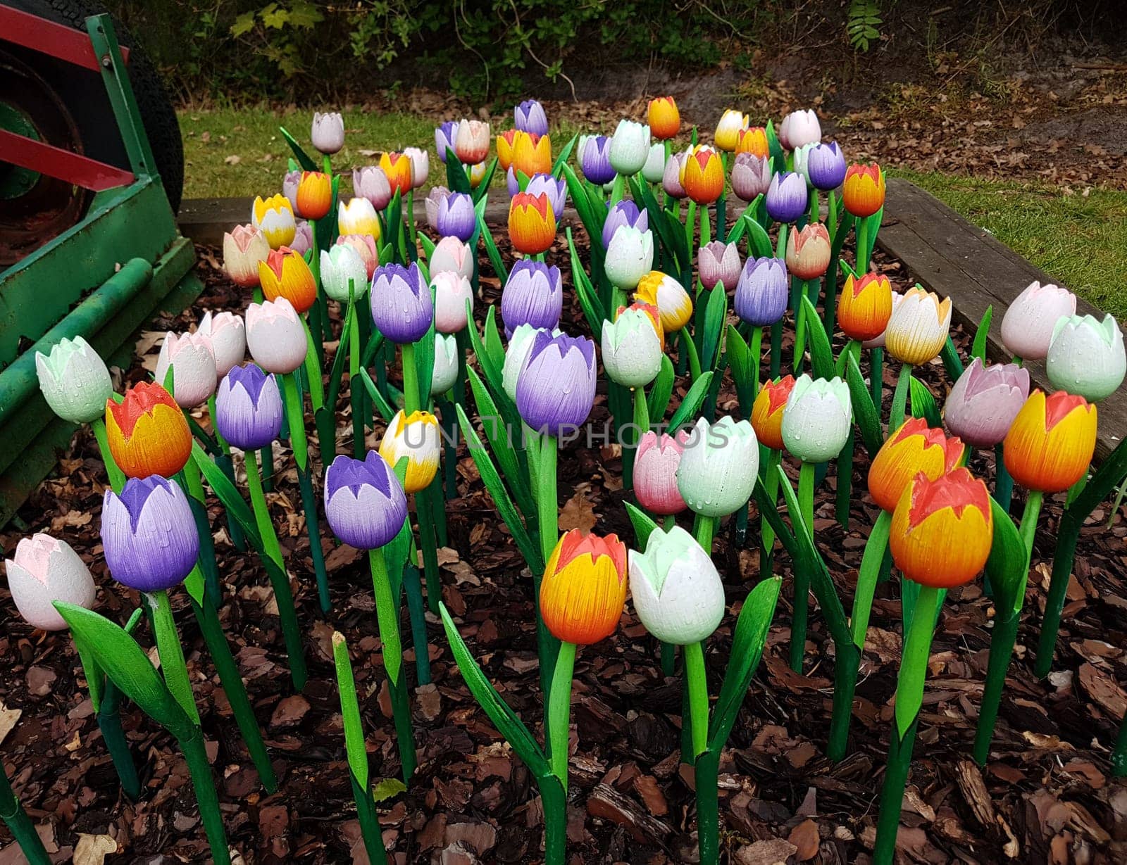 Tulpen sind sehr attraktive Fruehblueher. Sie ist eine  Zwiebelpflanze mit vielen unterschiedlichen Farben. Tulips are very attractive early bloomers. It is an onion plant with many different colors.