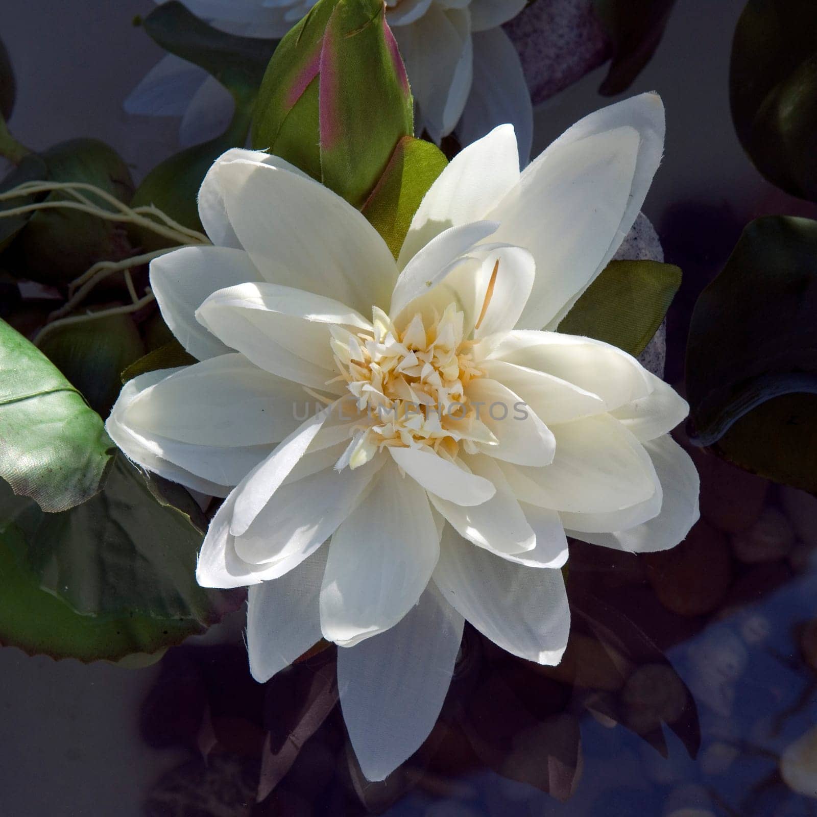 Kunstseerose