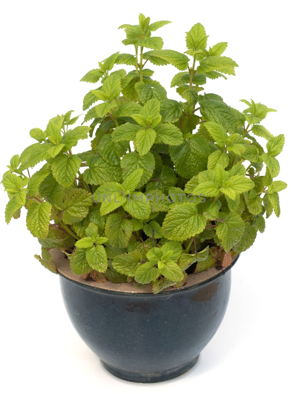 Zitronenmelisse  Melissa  officinalis, Heilpflanze  Kraeuter