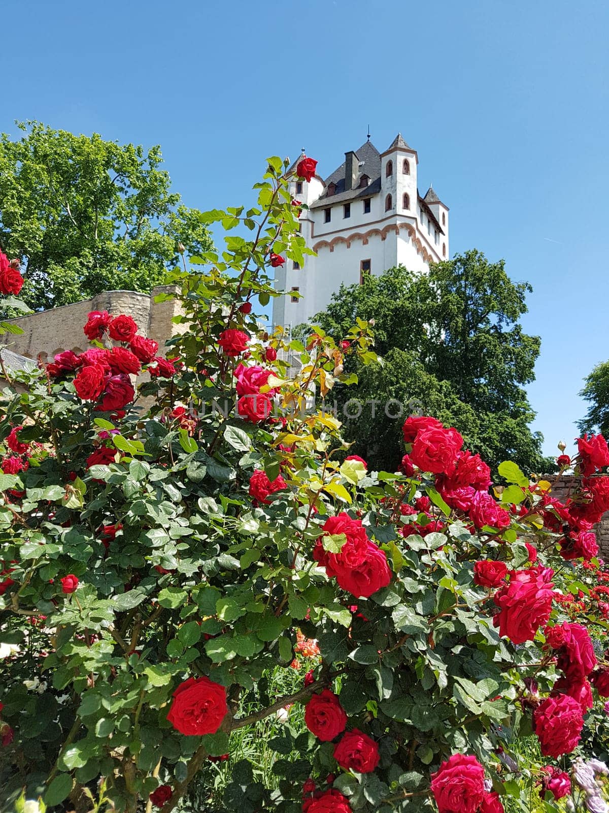 Burg Eltville,  Deutschland,  Eltville,  Rhein