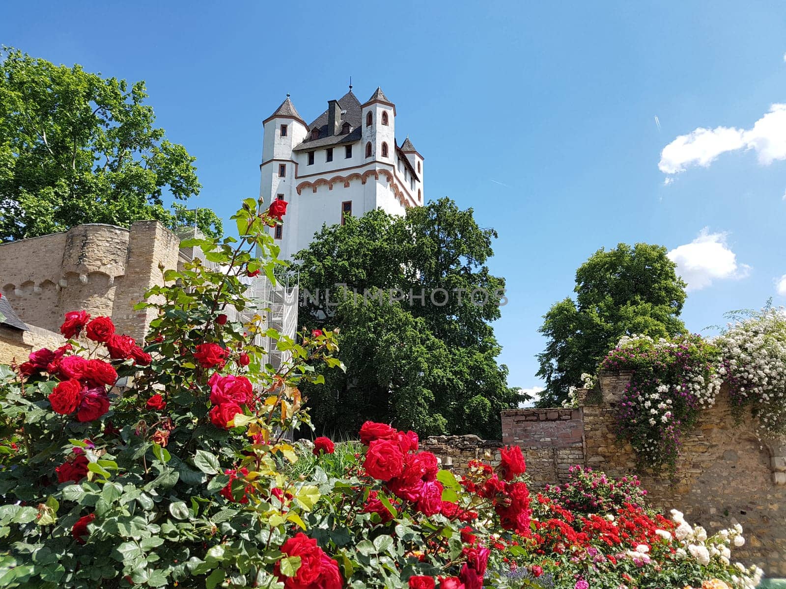 Burg Eltville,  Deutschland,  Eltville,  Rhein