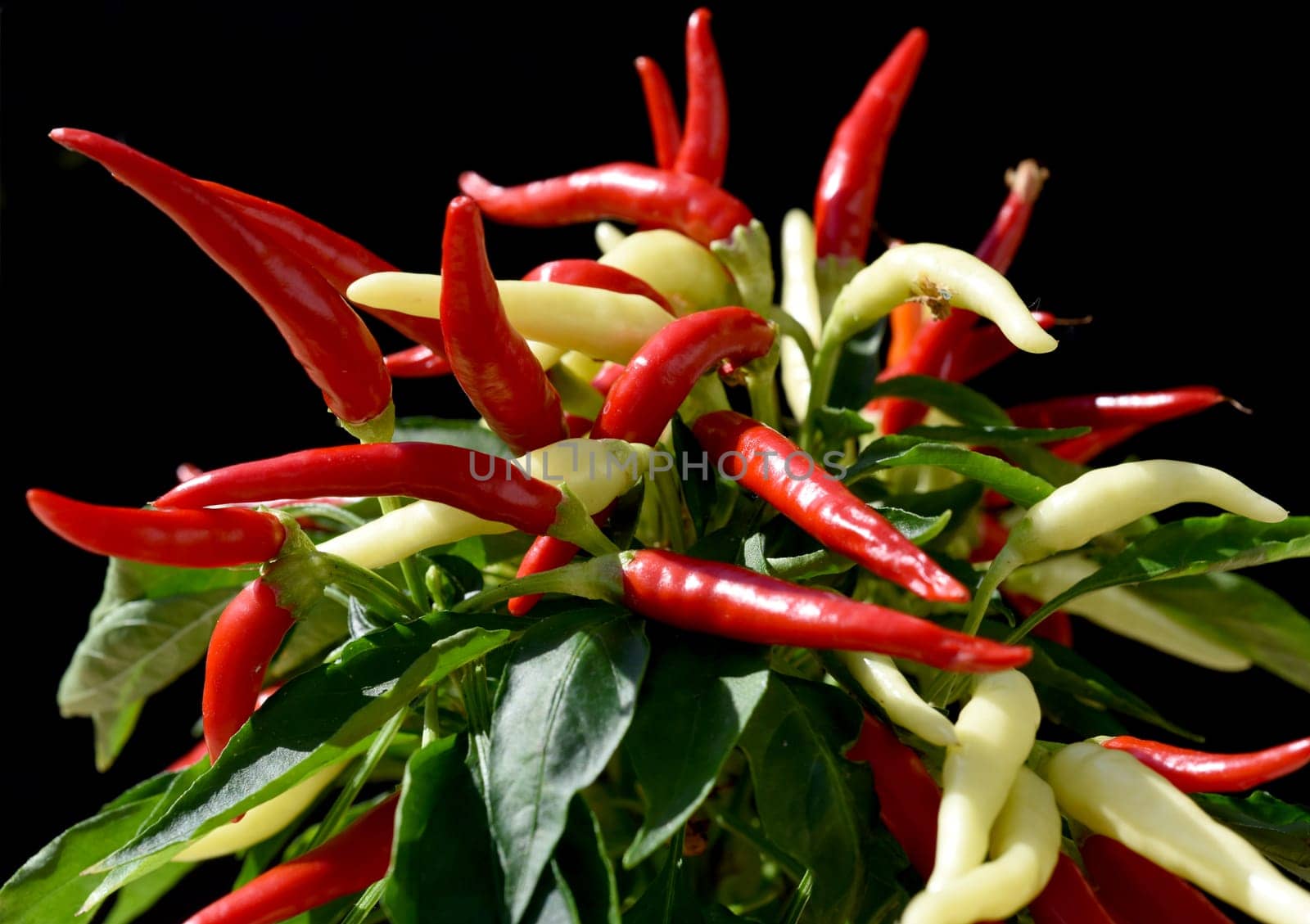 Topfchili, Zierpaprika, Capsicum Medusa, ist eine Gewuerz- und Zierpflanze mit roten und gelben Schoten die sehr scharf sind. Pot chili, ornamental paprika, Capsicum medusa, is a spice and ornamental plant with red and yellow pods that are very spicy.