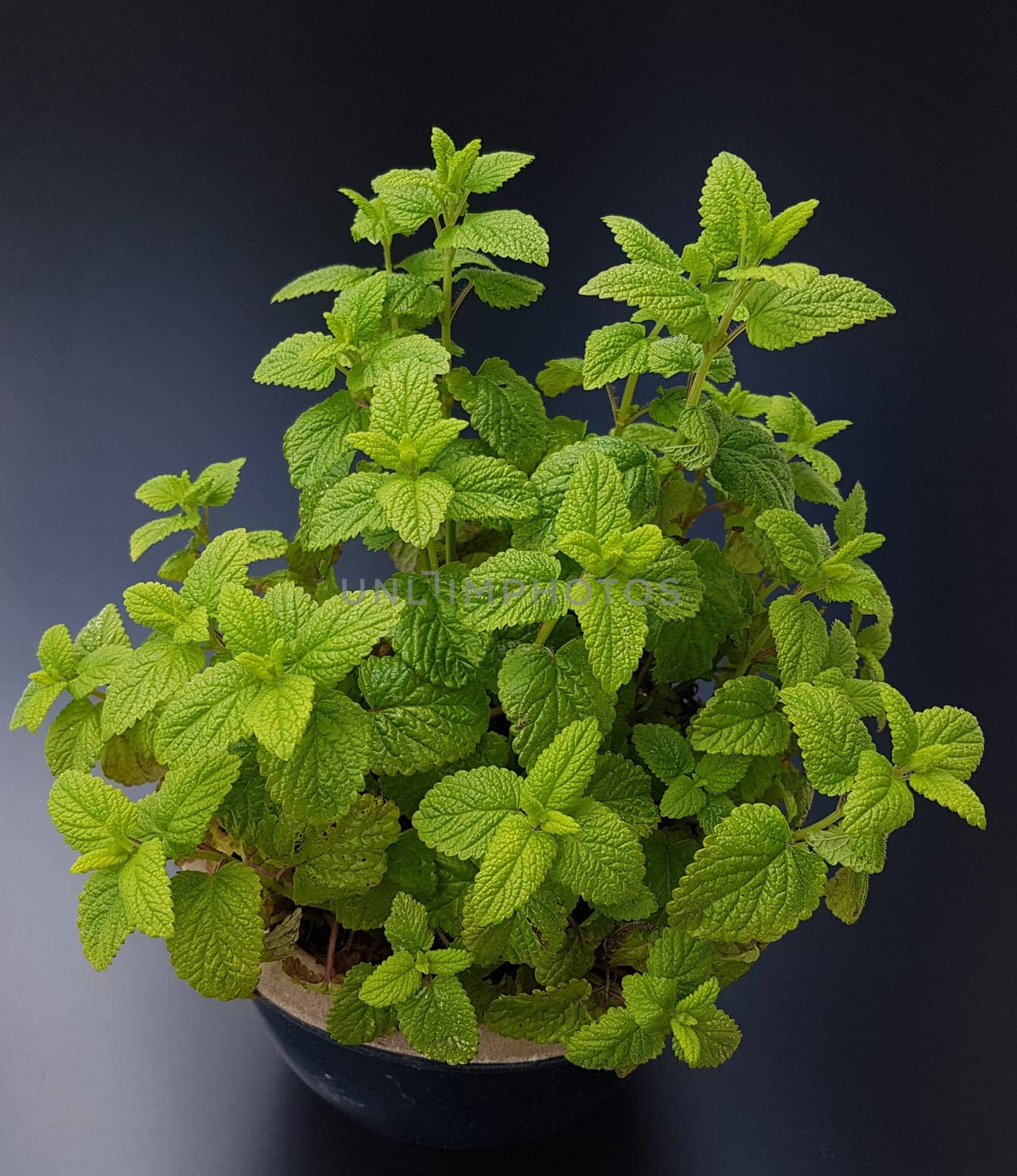 Zitronenmelisse  Melissa  officinalis, Heilpflanze  Kraeuter