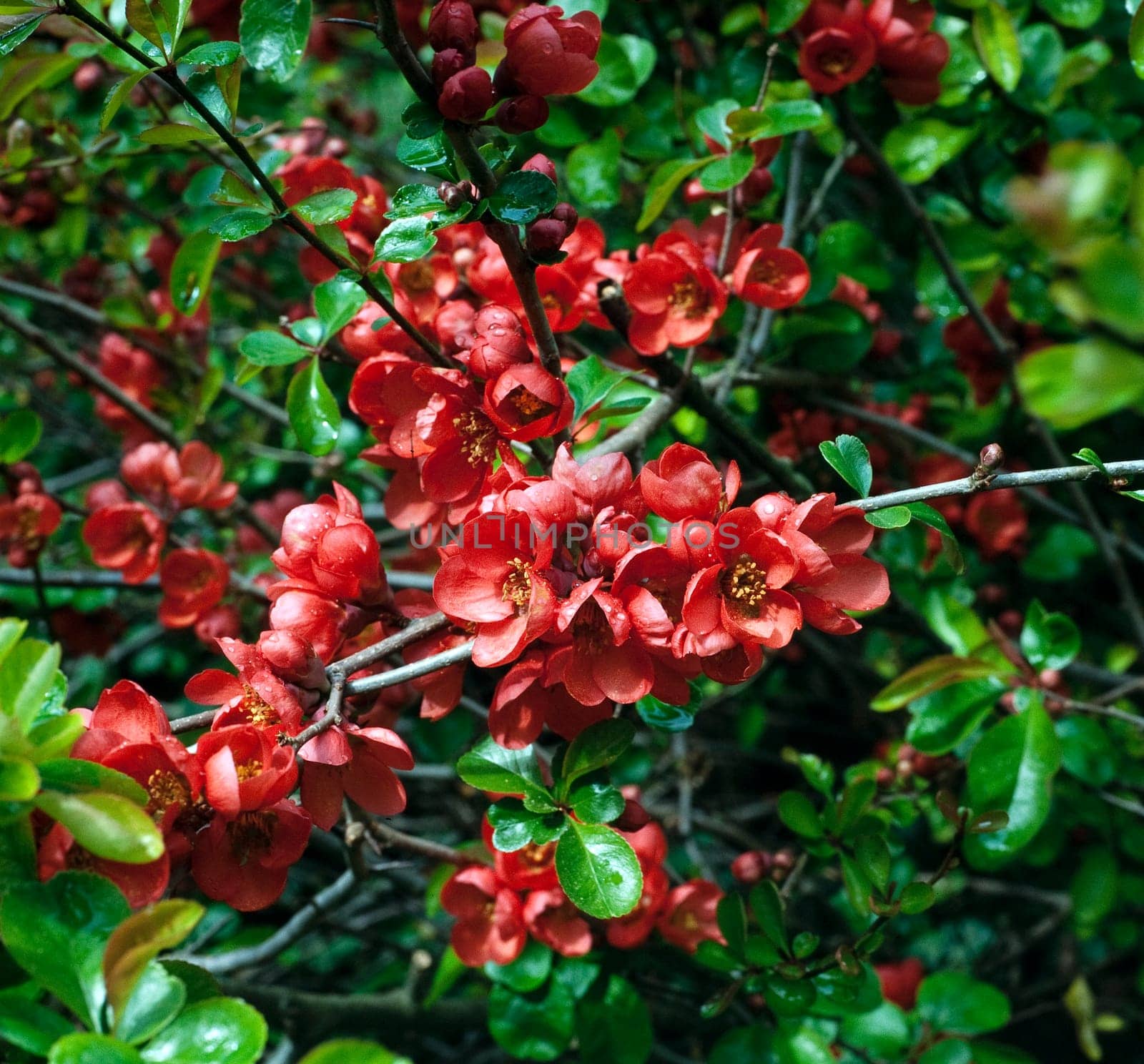 Zierquitte, Choenomeles japonica