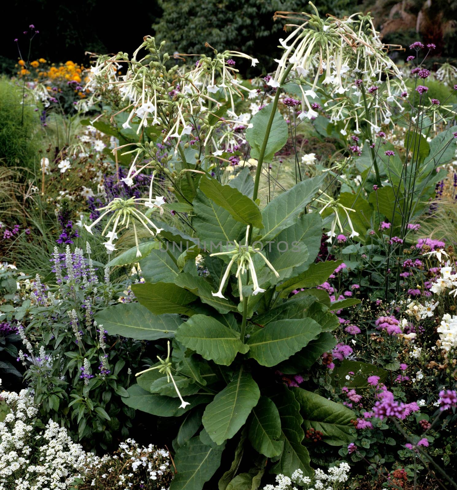 Ziertabak, Nicotiana sanderae-Hybriden