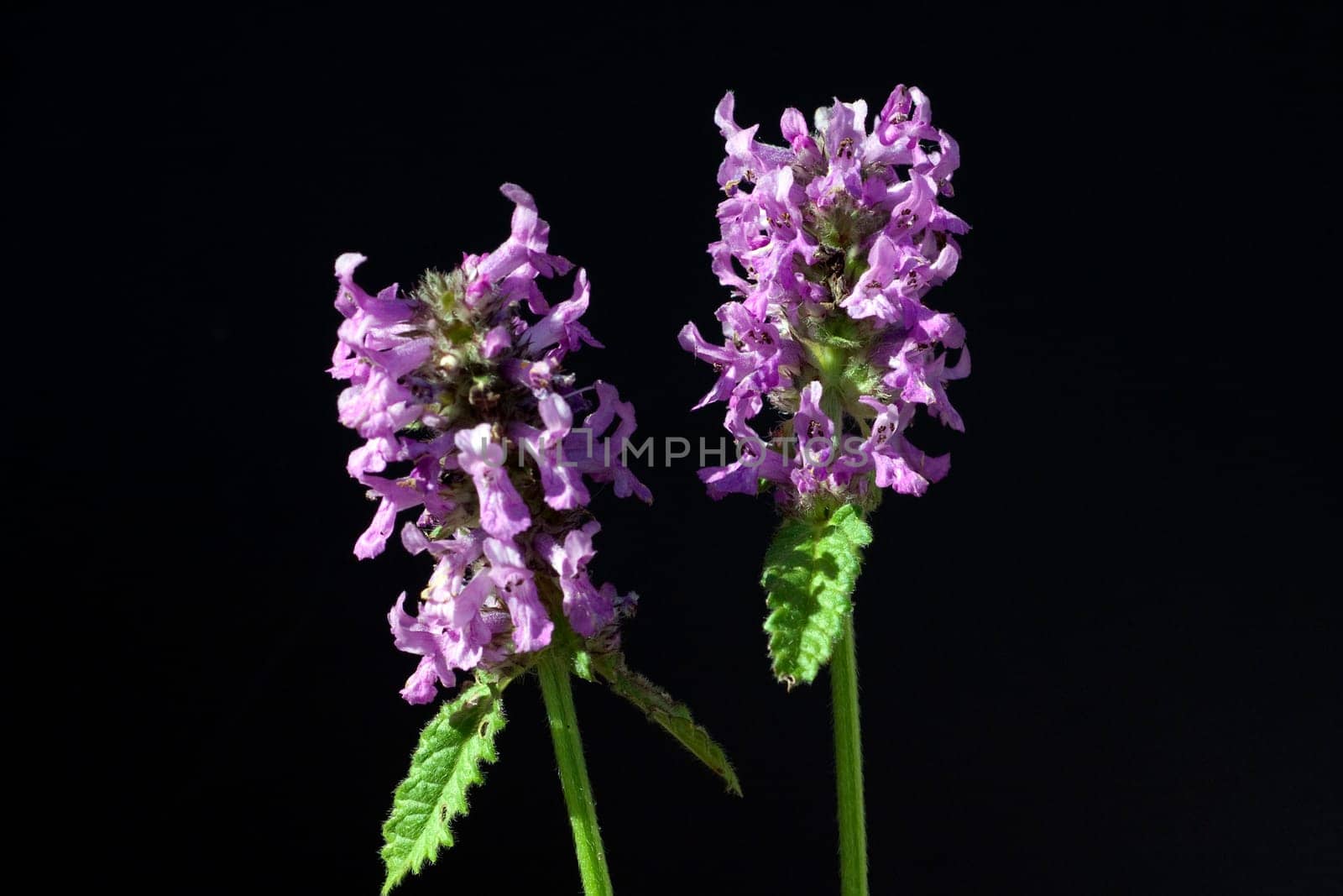 Ziest  Stachys  officinalis  Echter  Heilziest  Betonie