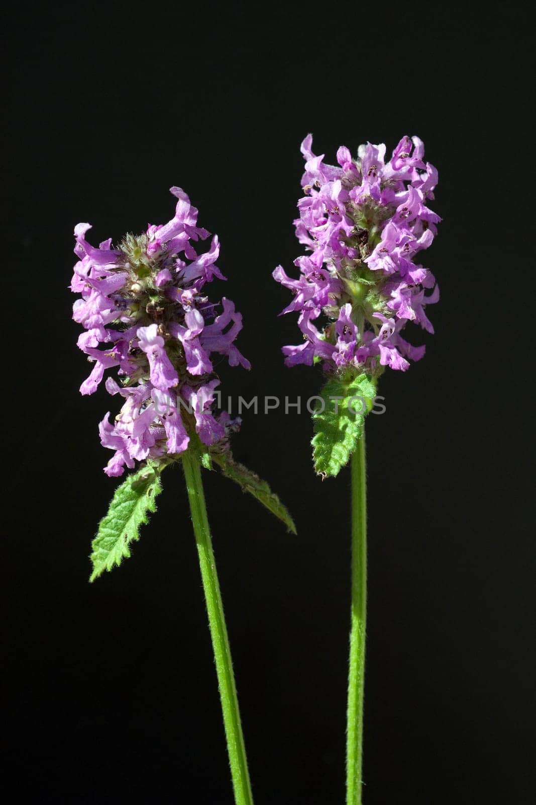 Ziest  Stachys  officinalis  Echter  Heilziest  Betonie
