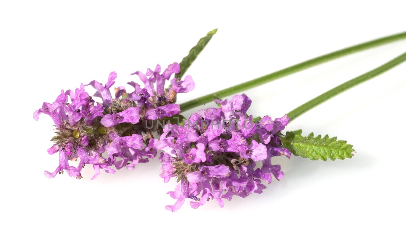 Ziest  Stachys  officinalis  Echter  Heilziest  Betonie