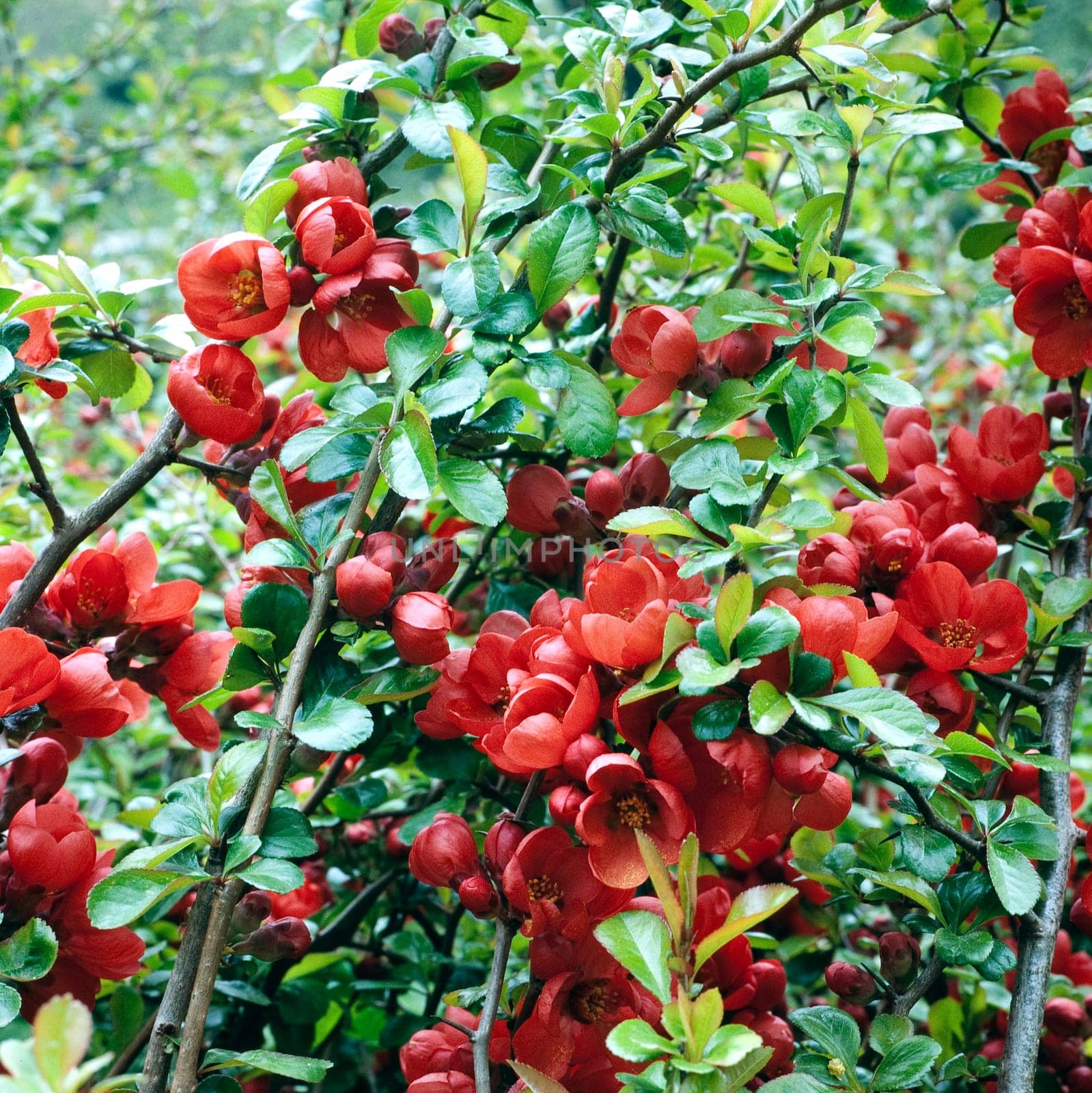 Zierquitte, Choenomeles japonica