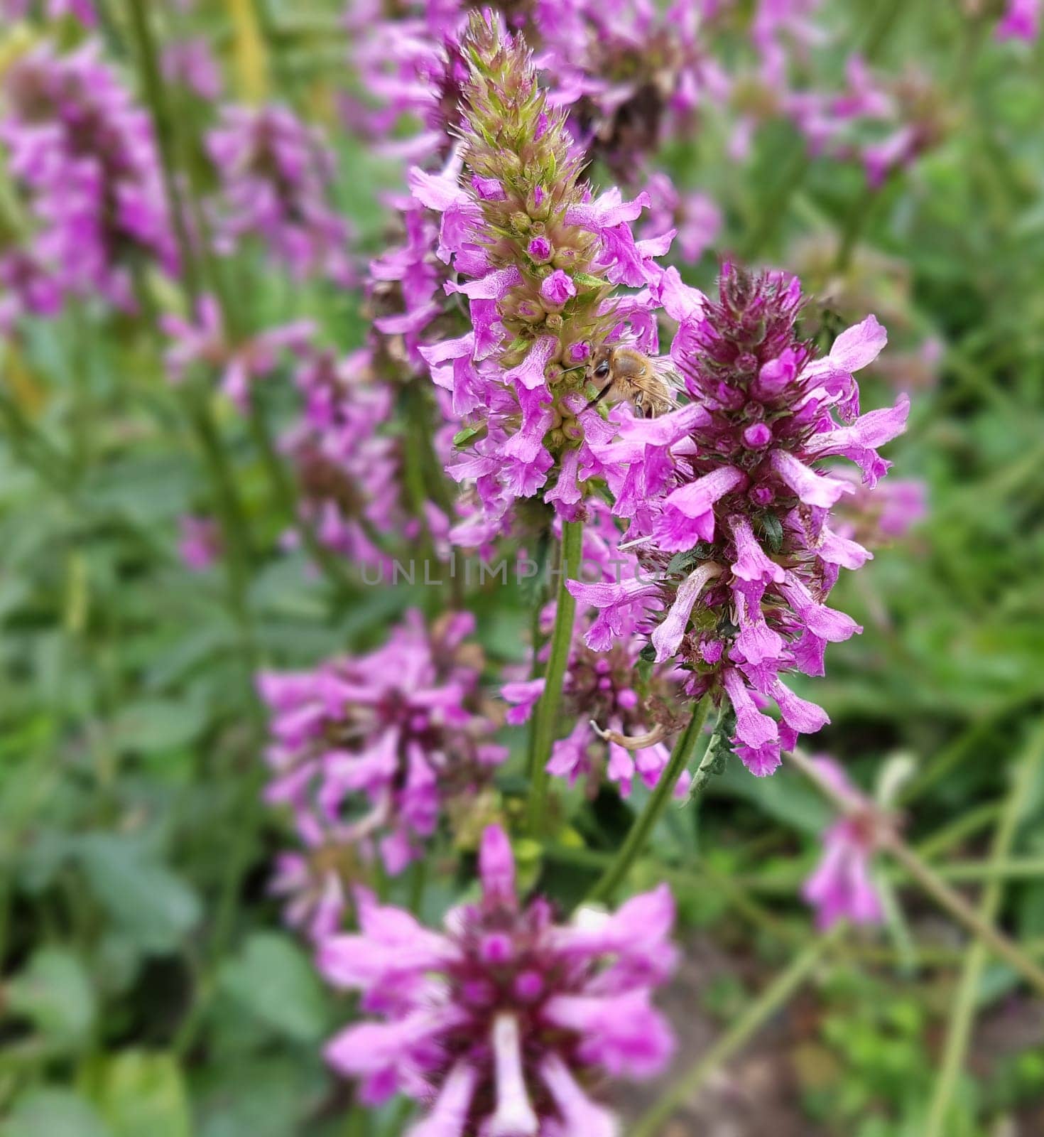Ziest  Stachys  officinalis  Echter  Heilziest  Betonie  Sommerblume  Ziestbluete  Heilpflanze