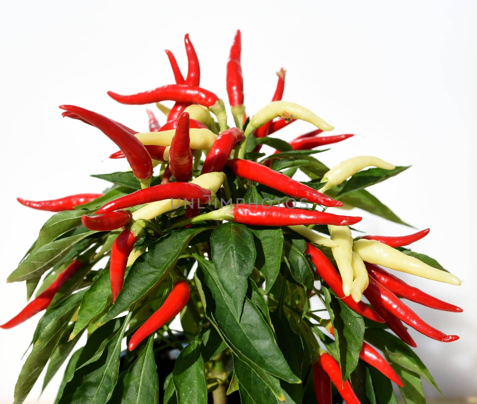 Topfchili, Zierpaprika, Capsicum Medusa, ist eine Gewuerz- und Zierpflanze mit roten und gelben Schoten die sehr scharf sind. Pot chili, ornamental paprika, Capsicum medusa, is a spice and ornamental plant with red and yellow pods that are very spicy.