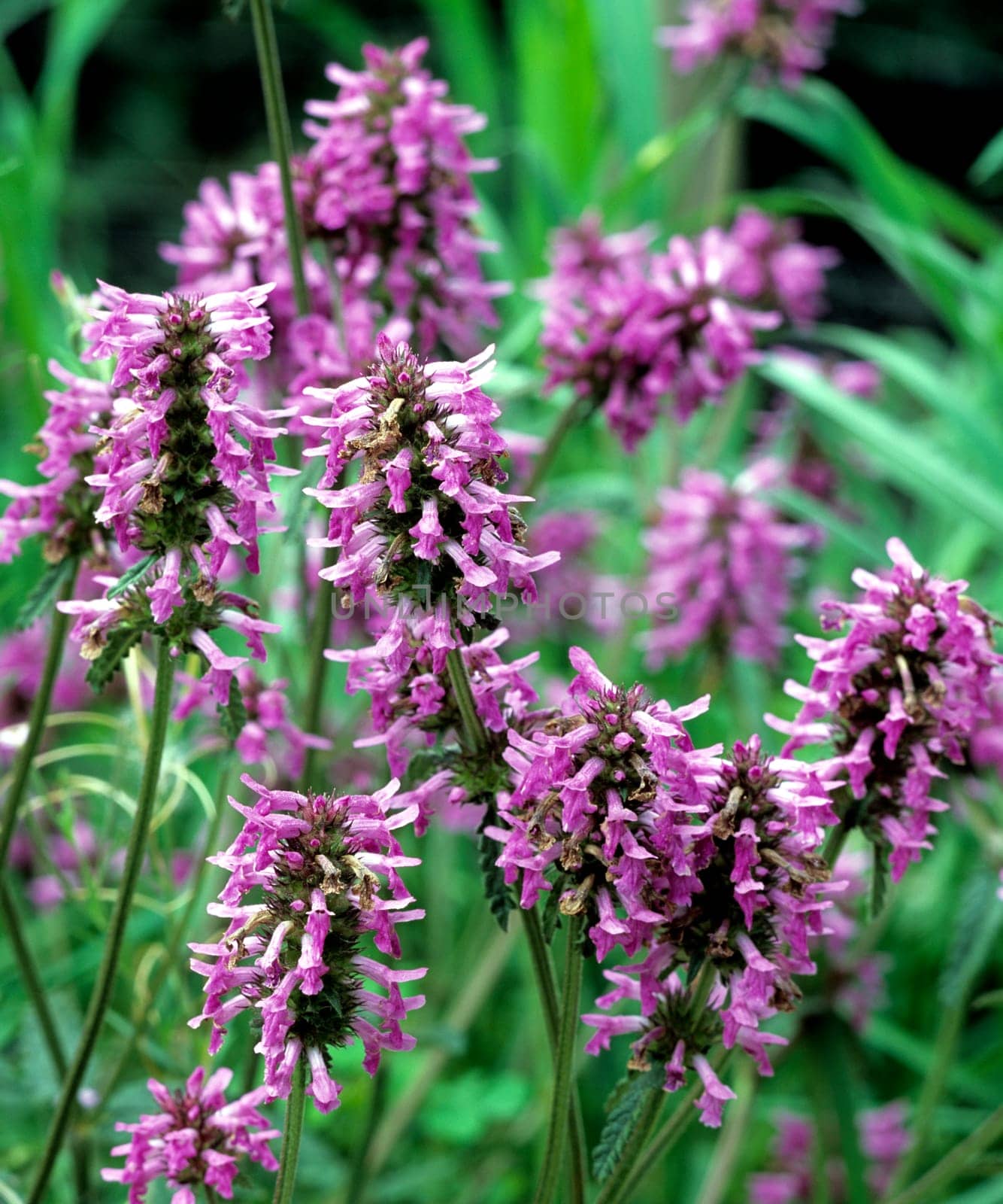 Ziest, Echter, Stachys officinalis, Heilpflanze, Stachys, Echter Ziest.