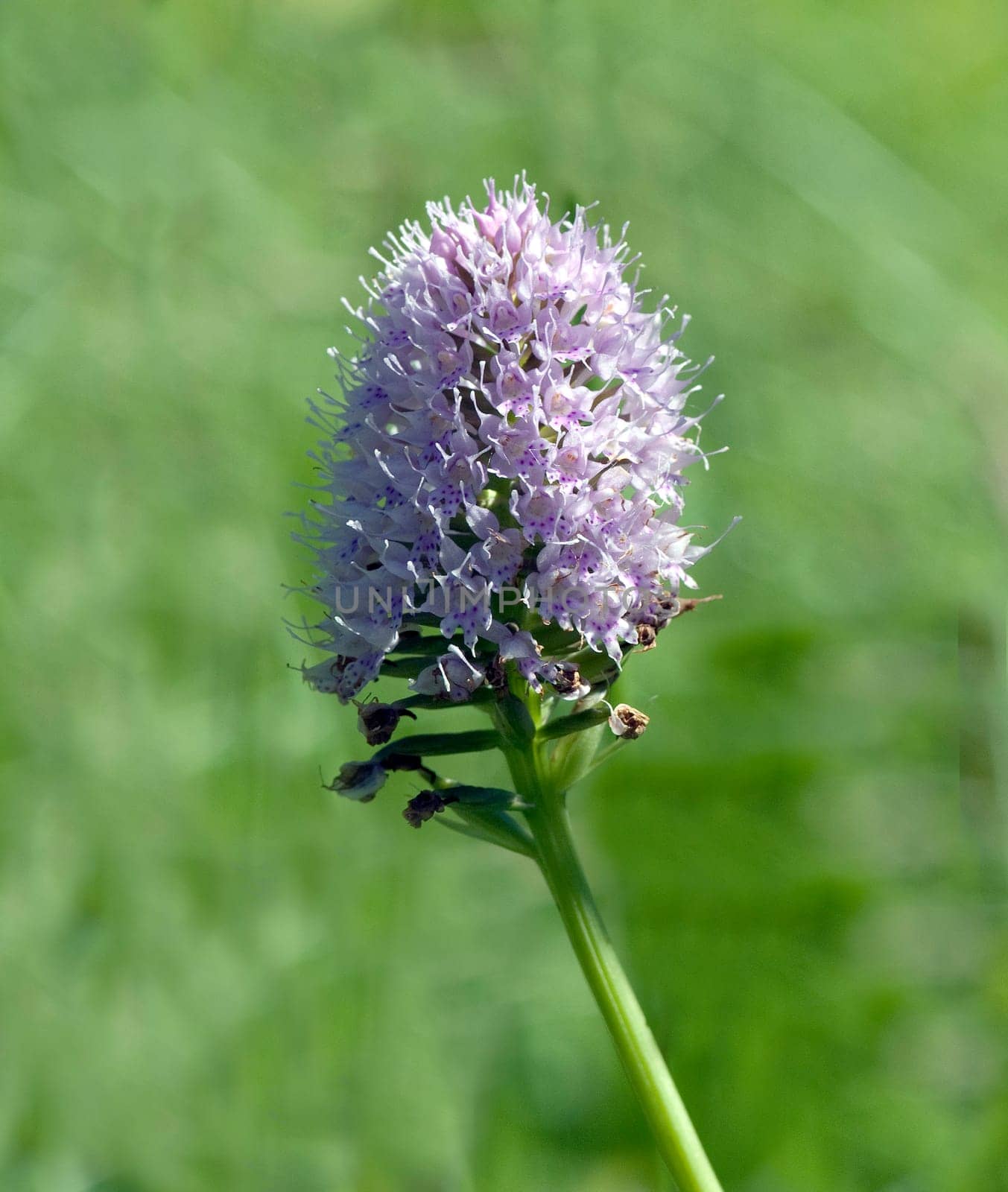 Kugelbluetiges Knabenkraut, Kugelorchis, Traunsteinera globosa