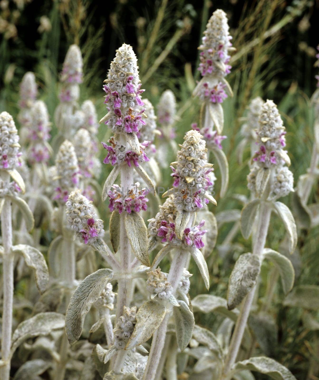 Ziest, Stachys byzantina