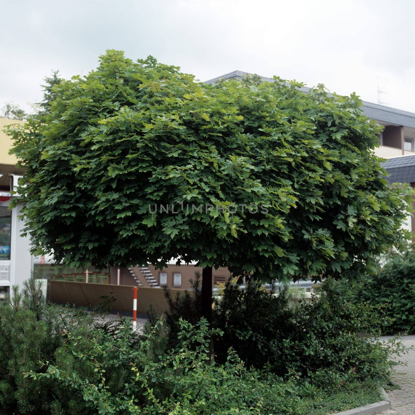 Kugelahorn, Ahorn, Acer