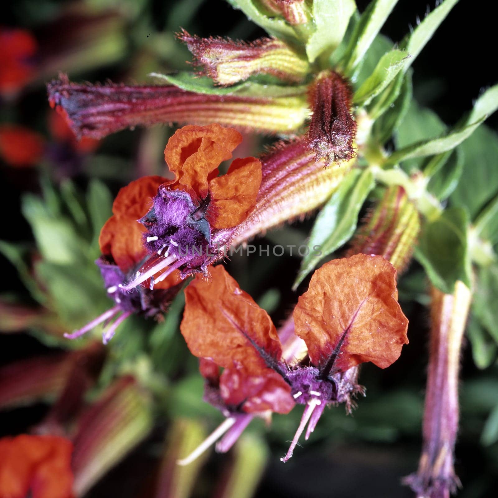 Zigarettenbluemchen, Cuphea   Cuphea Llavea