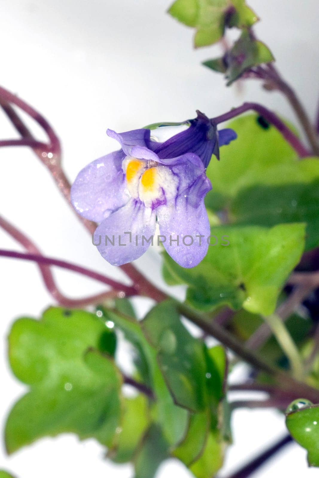 Zimbelkraut  Cymbalaria muralis