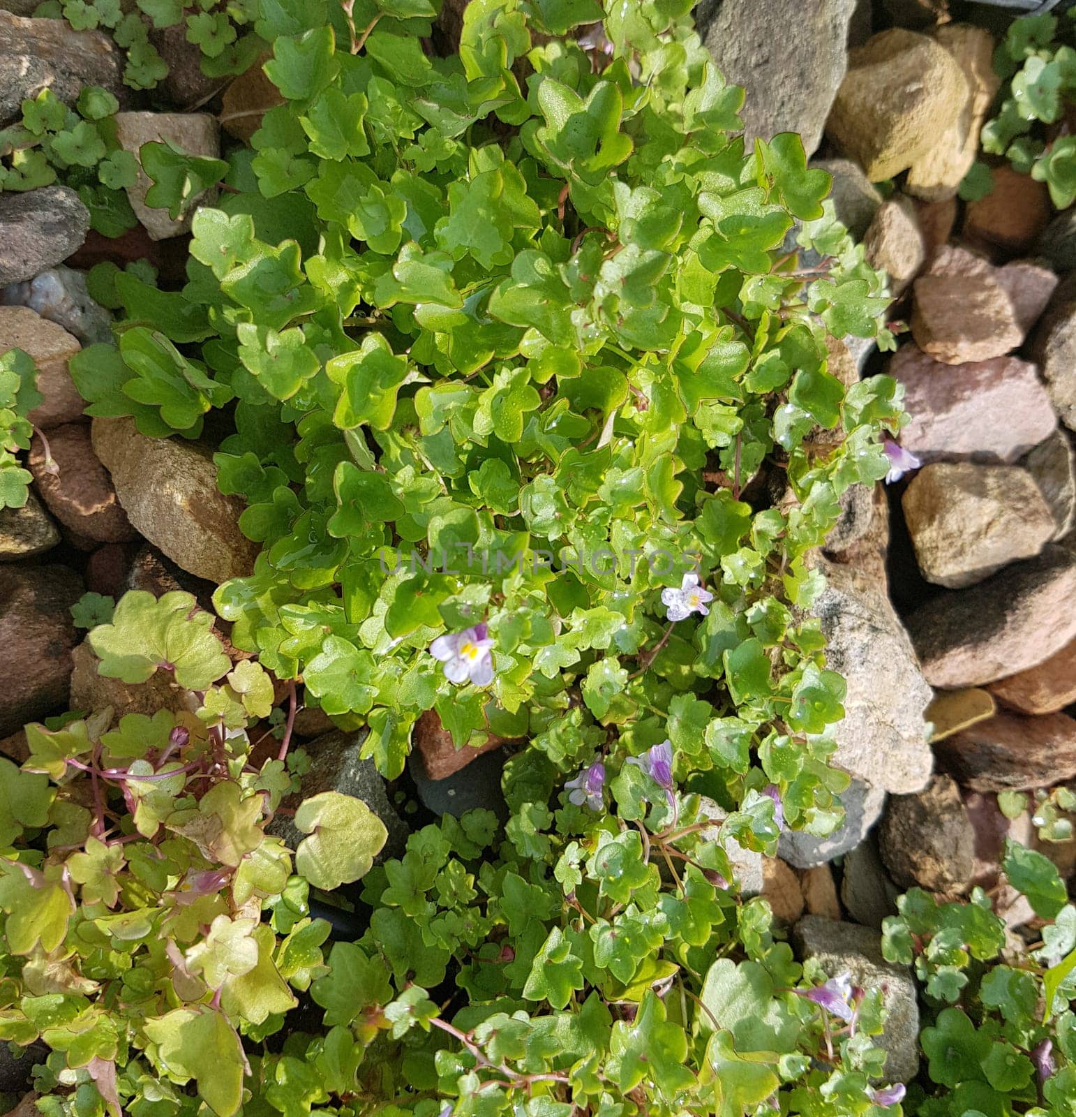 Zimbelkraut  Cymbalaria muralis  Heilpflanze