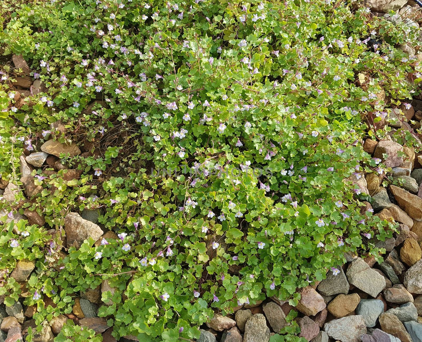 Zimbelkraut  Cymbalaria muralis  Heilpflanze