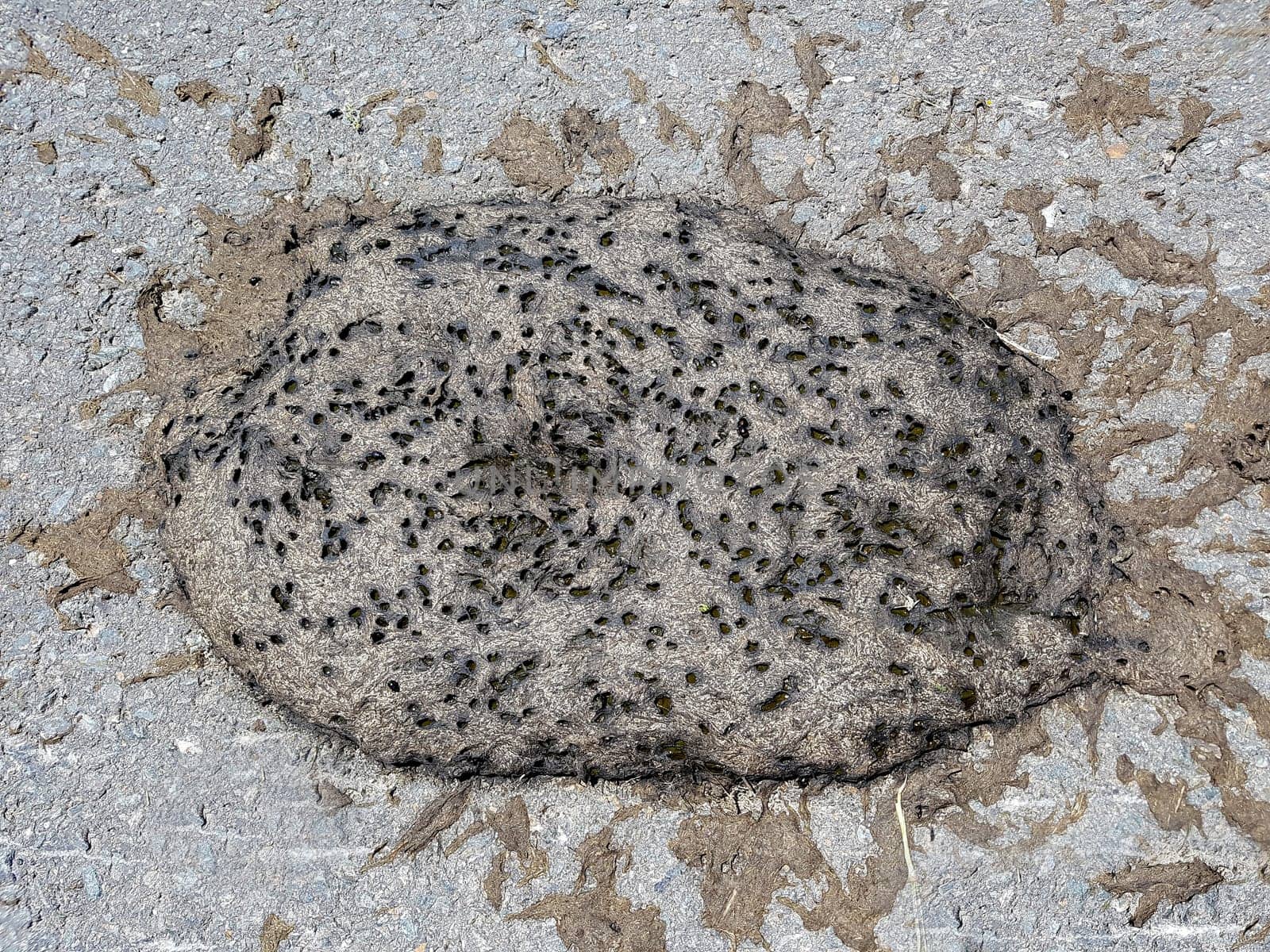 Kuhfladen sind die Darmausscheidungen der Kuh bzw. der Rinder, der auch als Duenger auf den Feldern verwendet wird. Cow pats are the gut excrements of the cow or the cattle, which is also used as Duenger on the fields.