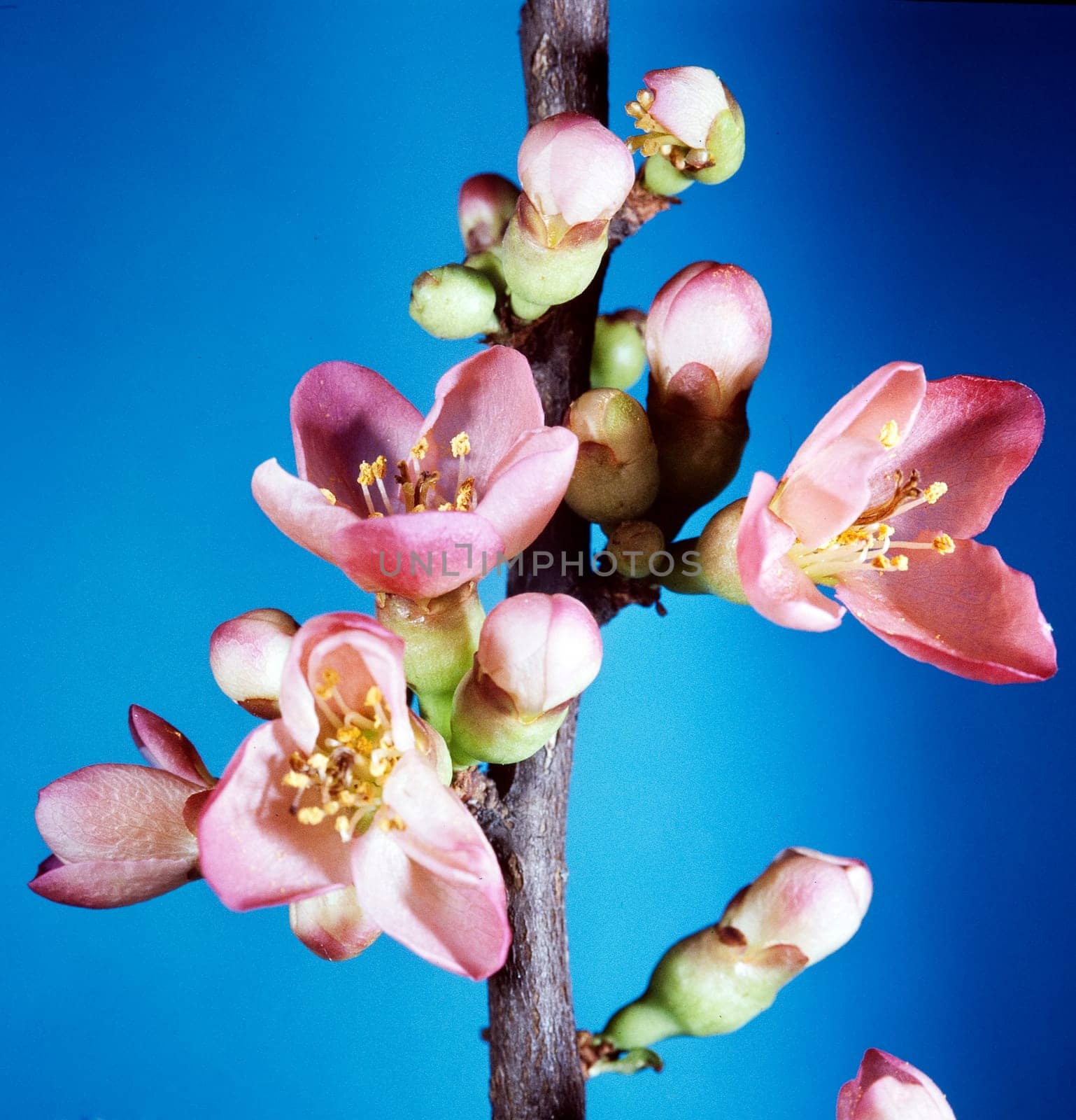 Zierquitte, Choenomeles, japonica