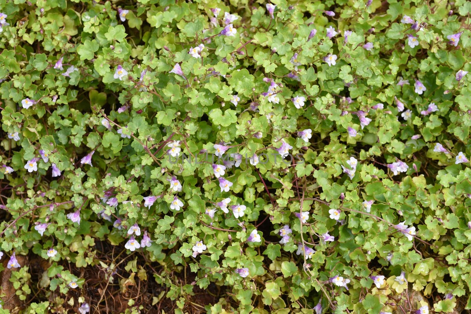 Zimbelkraut  Cymbalaria muralis  Heilpflanze