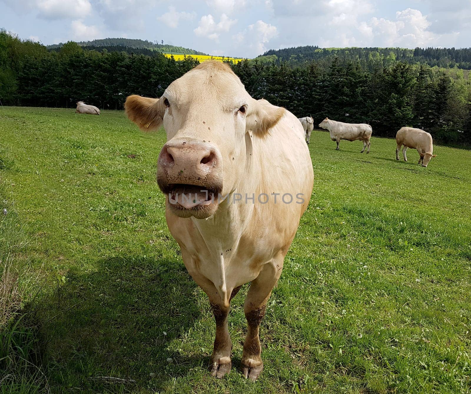 Kuhweide mit Rinder der Rasse Aquitaine. Cow pasture with cattle of the Aquitaine breed.