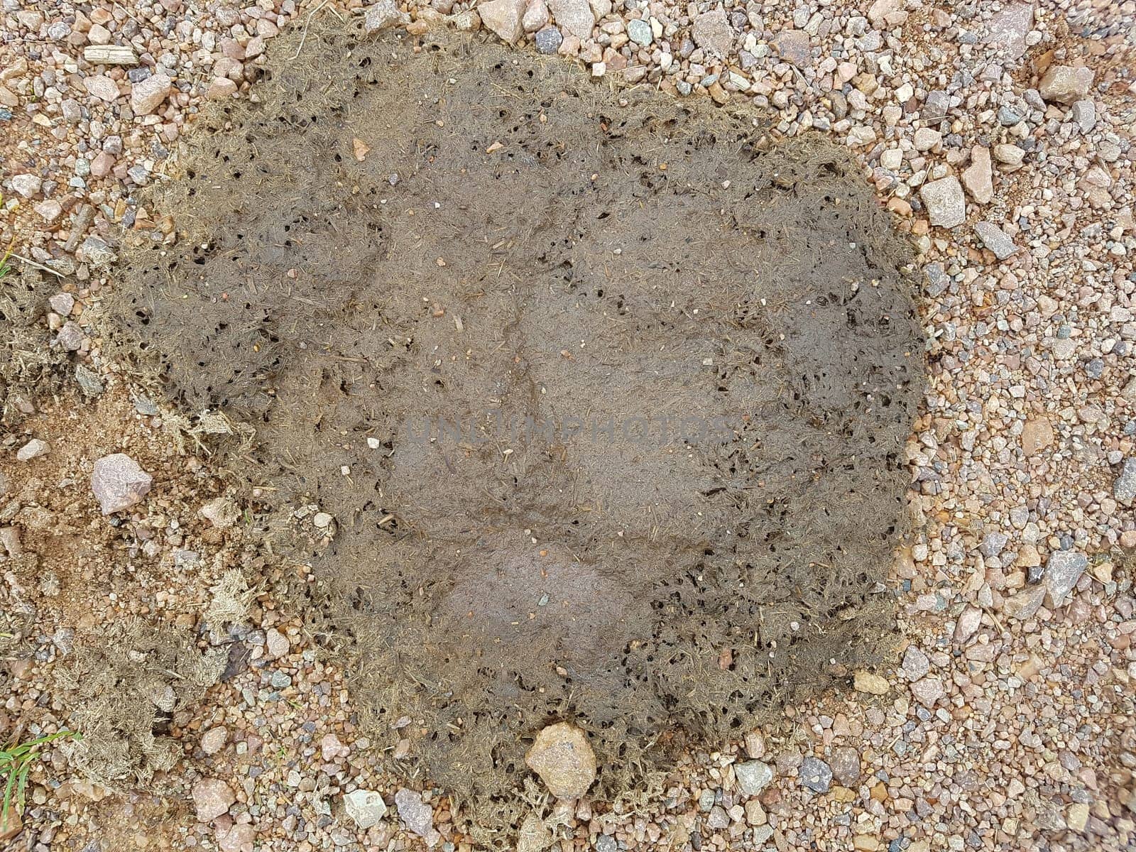 Kuhfladen sind die Darmausscheidungen der Kuh bzw. der Rinder, der auch als Duenger auf den Feldern verwendet wird. Cow pats are the gut excrements of the cow or the cattle, which is also used as Duenger on the fields.