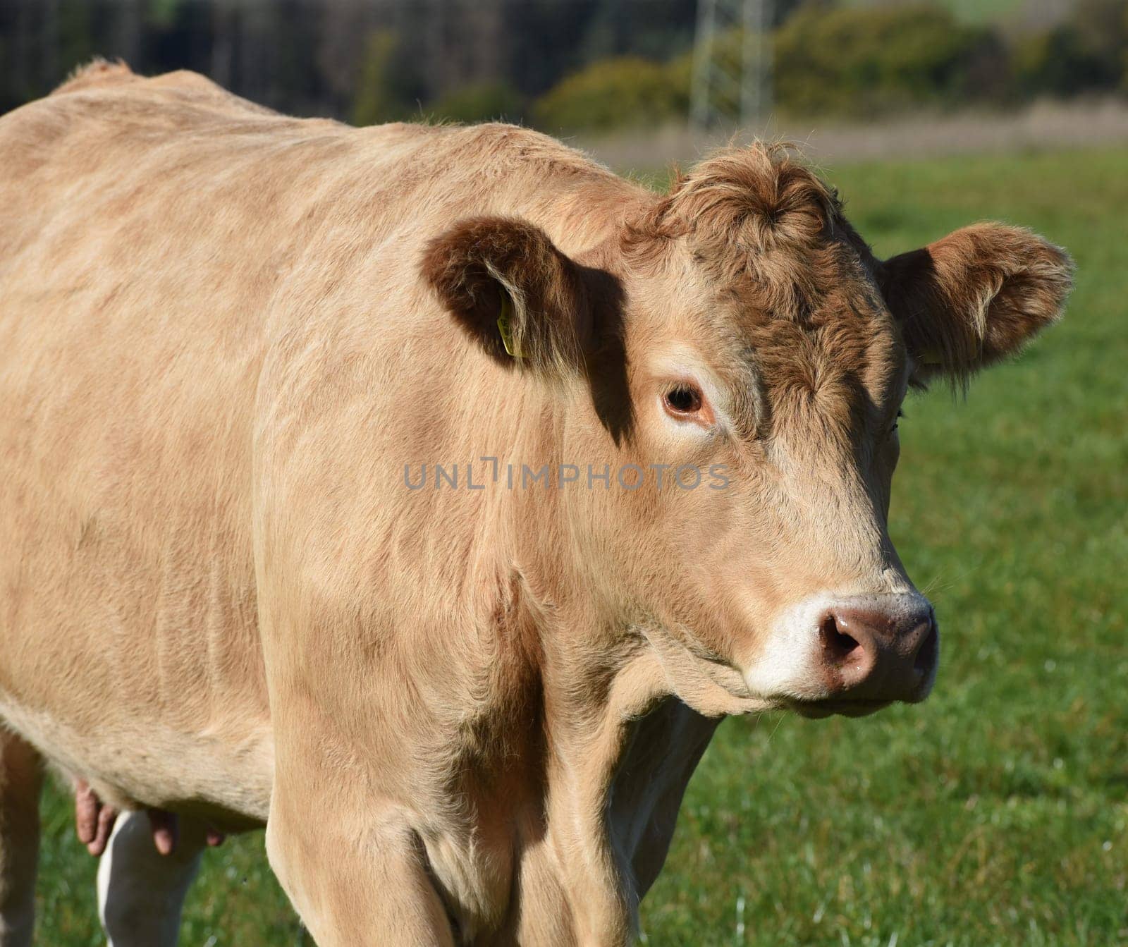 Kuhweide mit Rinder der Rasse Aquitaine. Cow pasture with cattle of the Aquitaine breed.