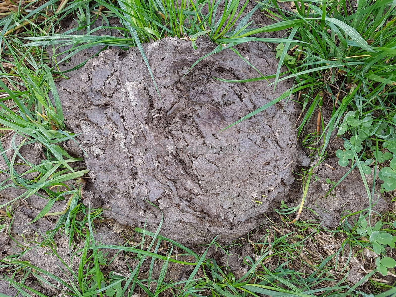 Kuhfladen sind die Darmausscheidungen der Kuh bzw. der Rinder, der auch als Duenger auf den Feldern verwendet wird. Cow pats are the gut excrements of the cow or the cattle, which is also used as Duenger on the fields.