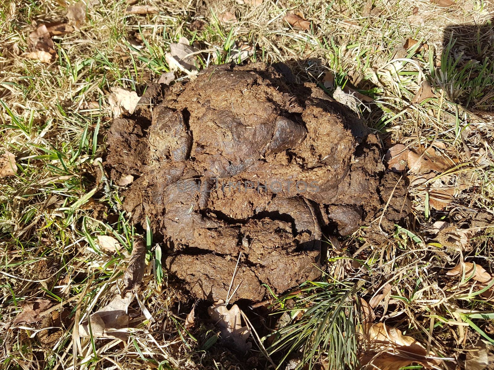 Kuhfladen sind die Darmausscheidungen der Kuh bzw. der Rinder, der auch als Duenger auf den Feldern verwendet wird. Cow pats are the gut excrements of the cow or the cattle, which is also used as Duenger on the fields.