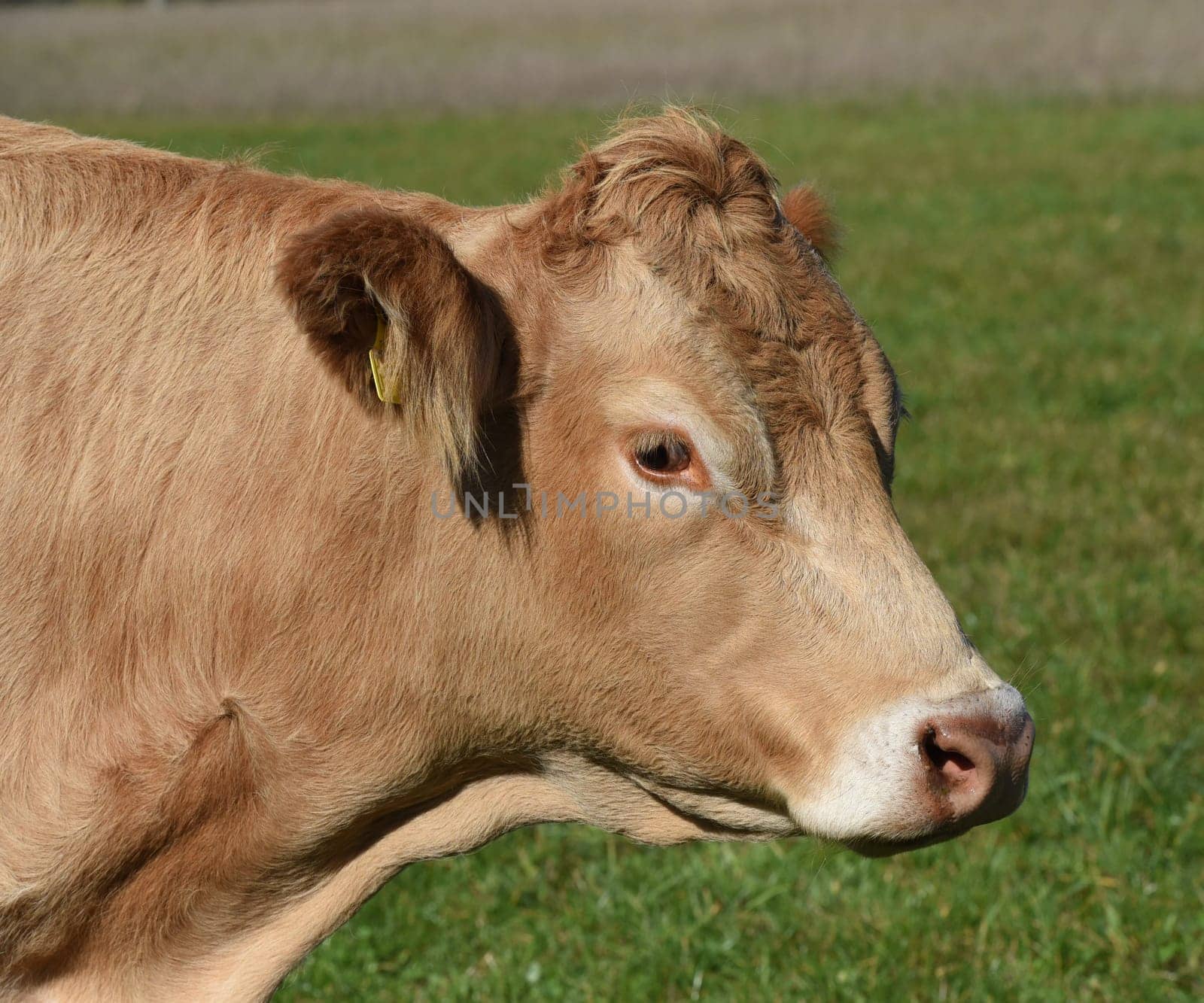 Kuhweide mit Rinder der Rasse Aquitaine. Cow pasture with cattle of the Aquitaine breed.