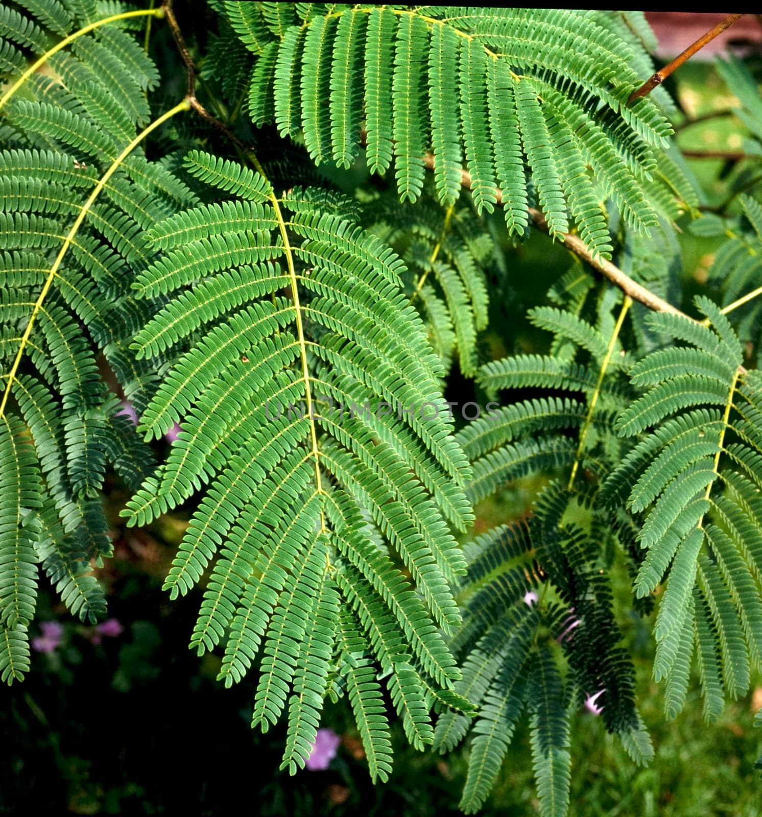 Kugelakazie, Akazie