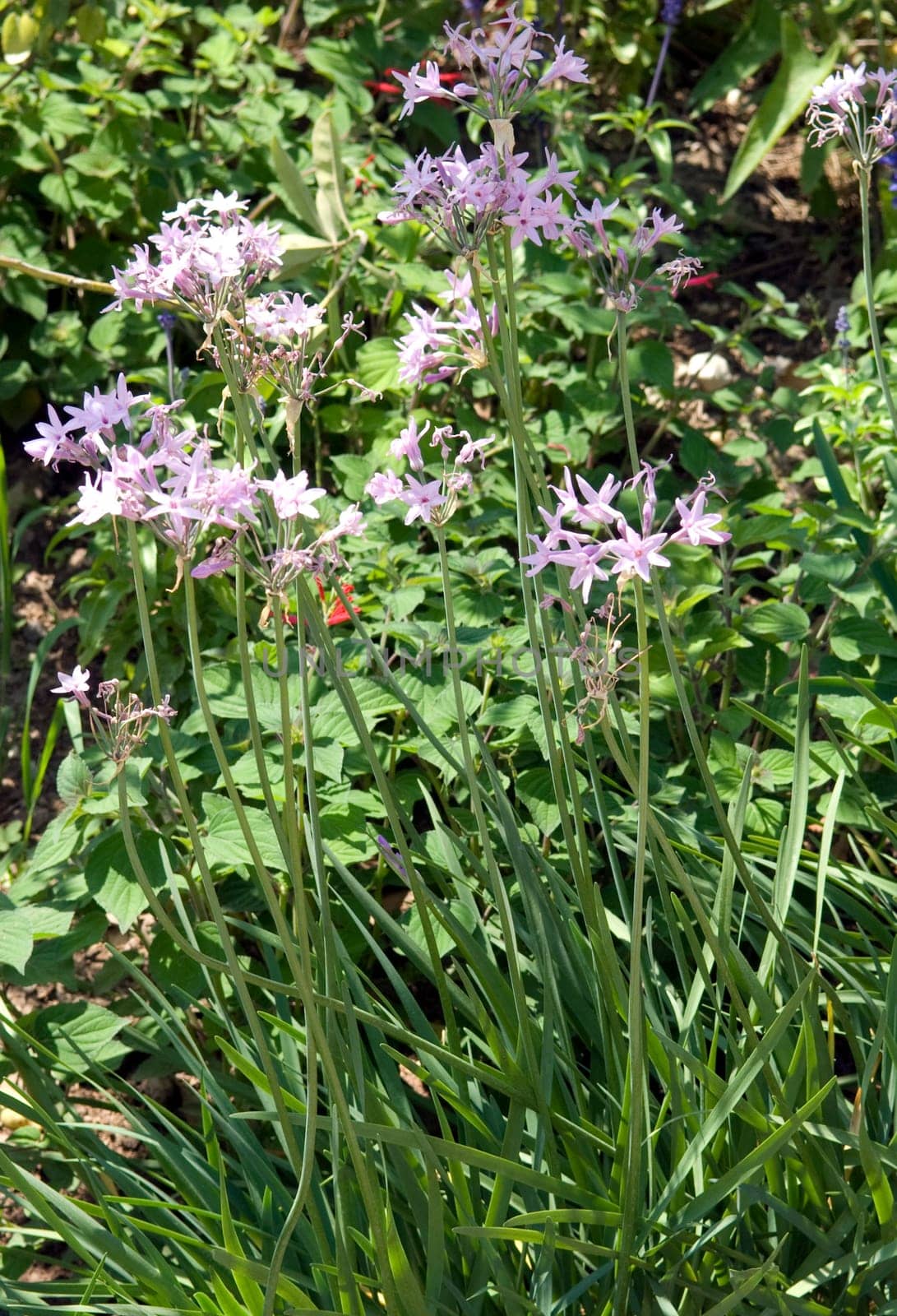 Zimmerknoblauch, Tulbaghia violacea