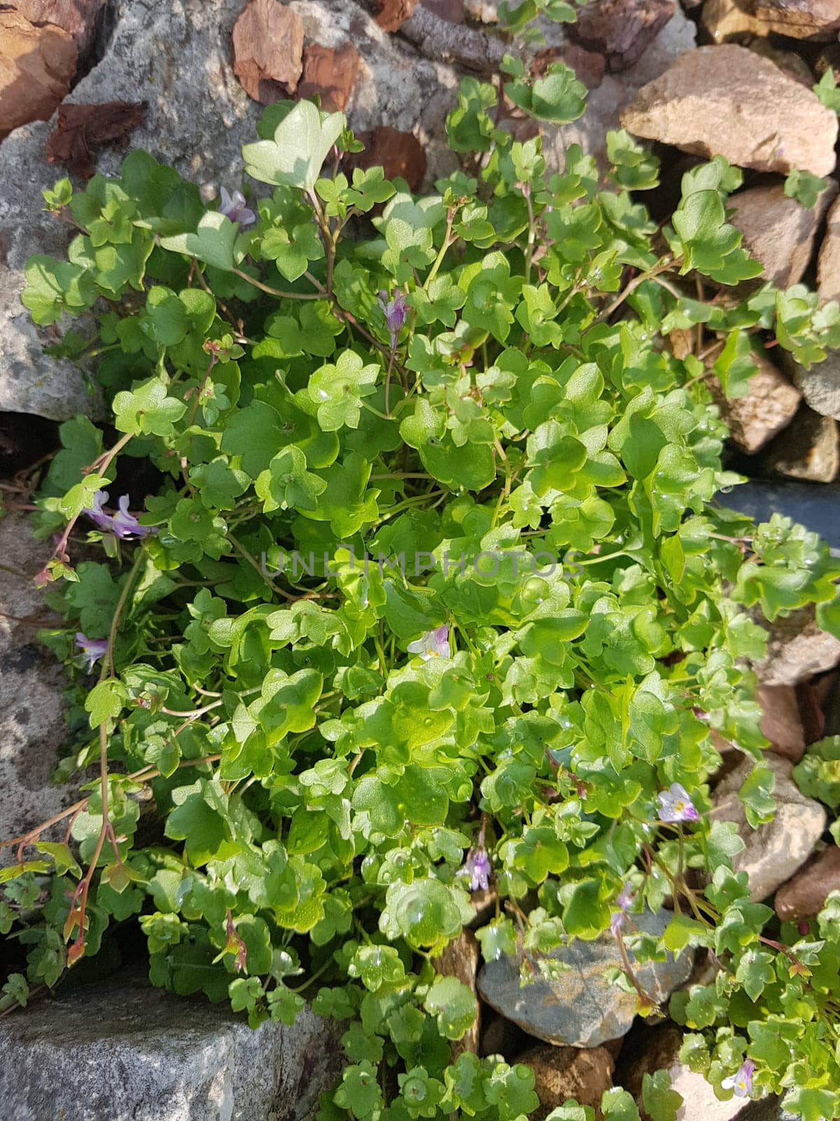 Zimbelkraut  Cymbalaria muralis  Heilpflanze