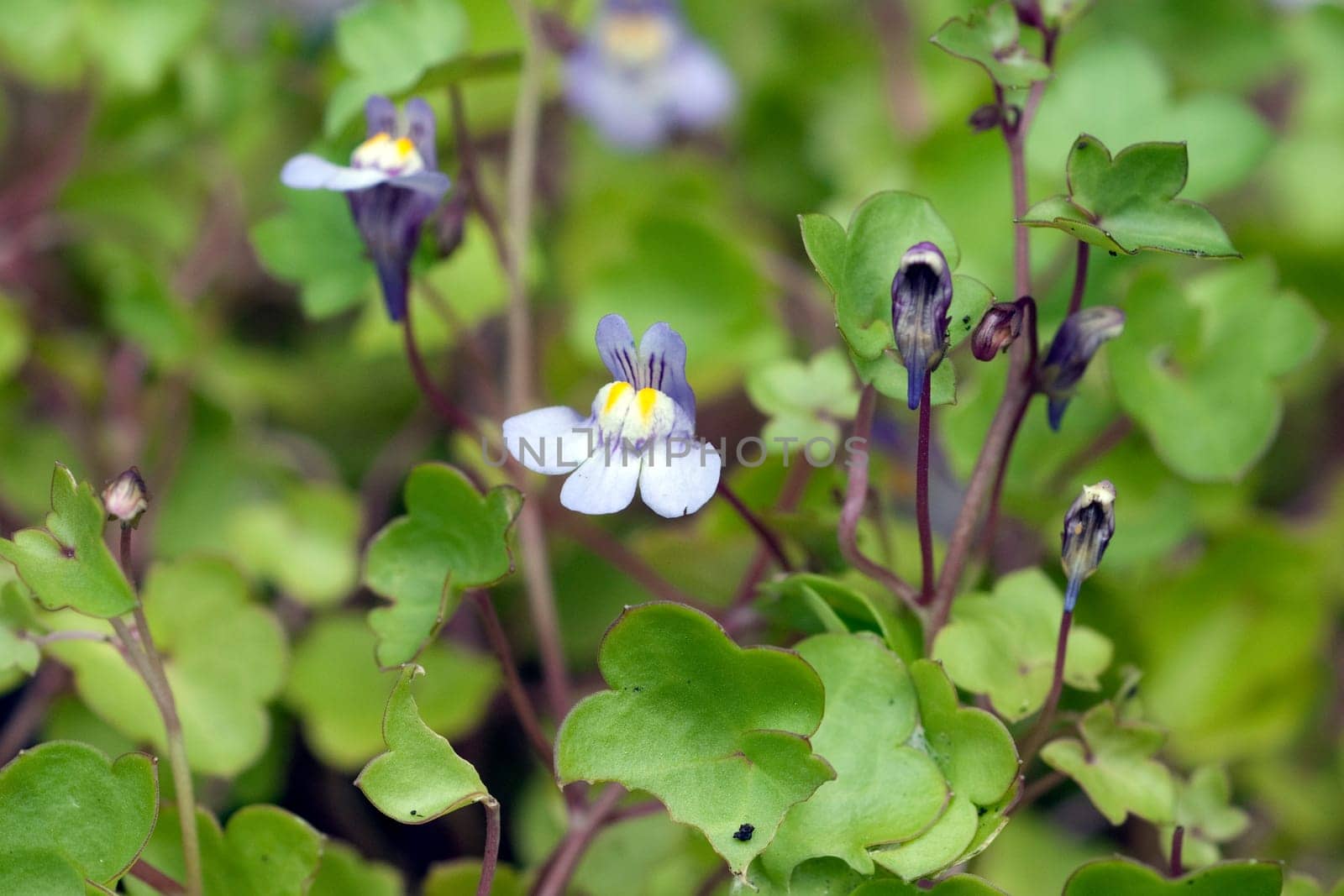 Zimbelkraut  Cymbalaria muralis